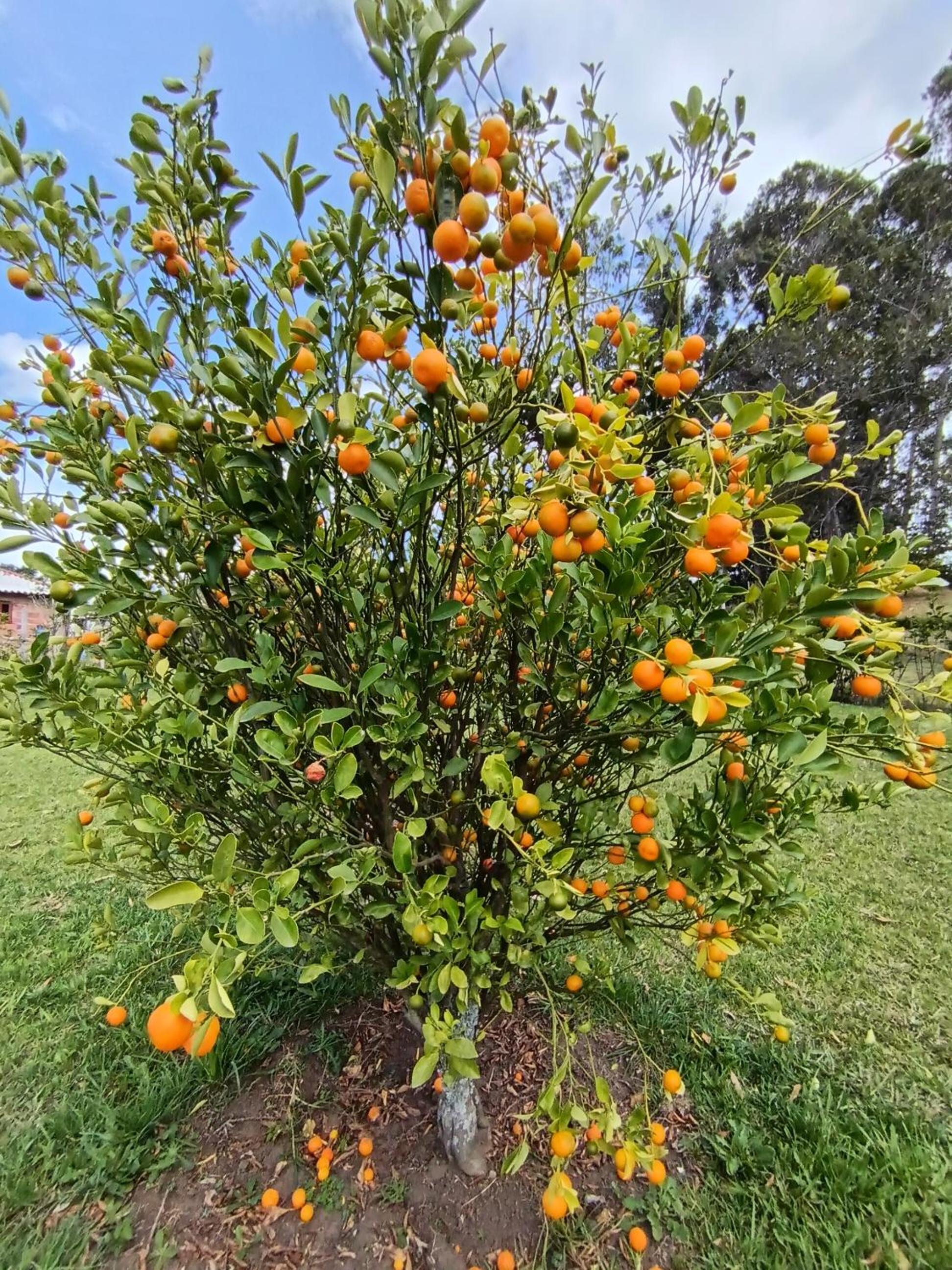 Escondite de la sabana Campestre