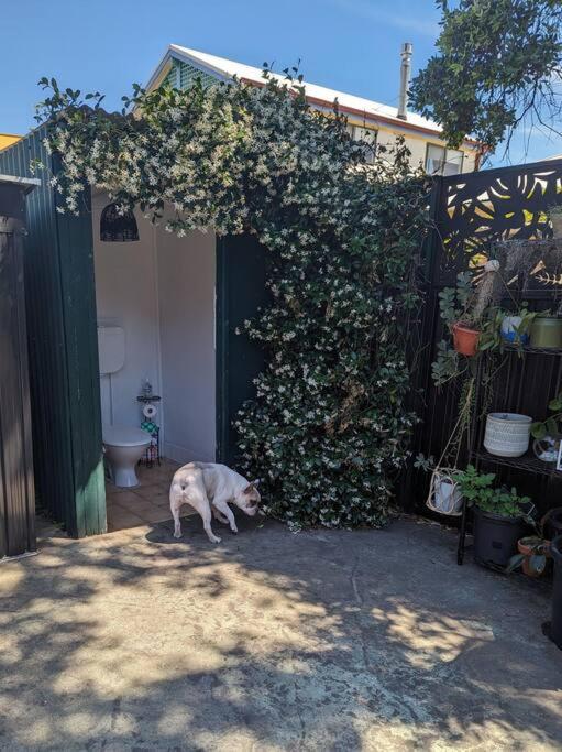 Pet-friendly slice of Carrodise
