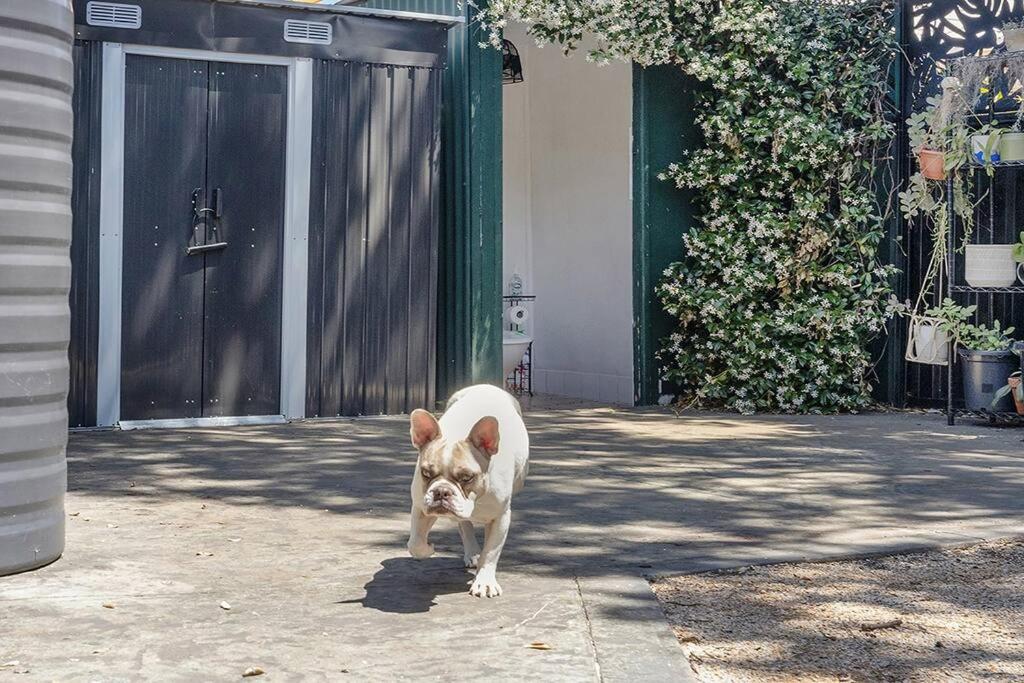Pet-friendly slice of Carrodise