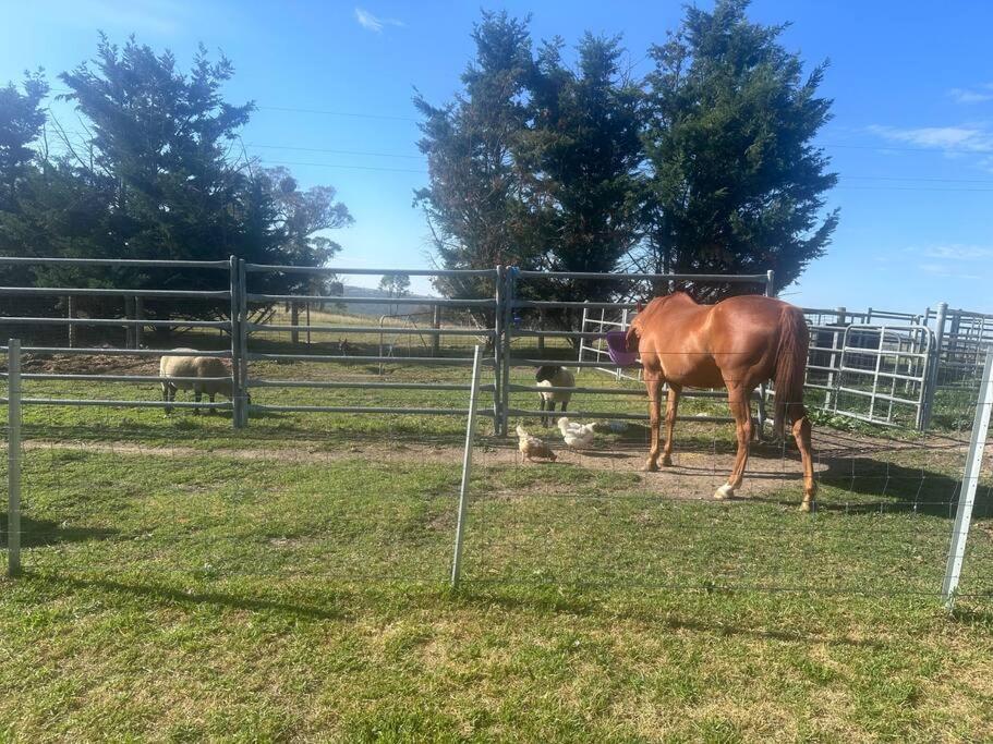 Red Hill Farmstay Bathurst 3BR Spacious inside and out!