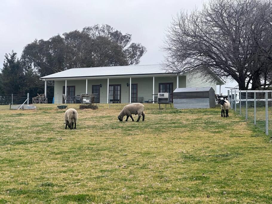 Red Hill Farmstay Bathurst 3BR Spacious inside and out!
