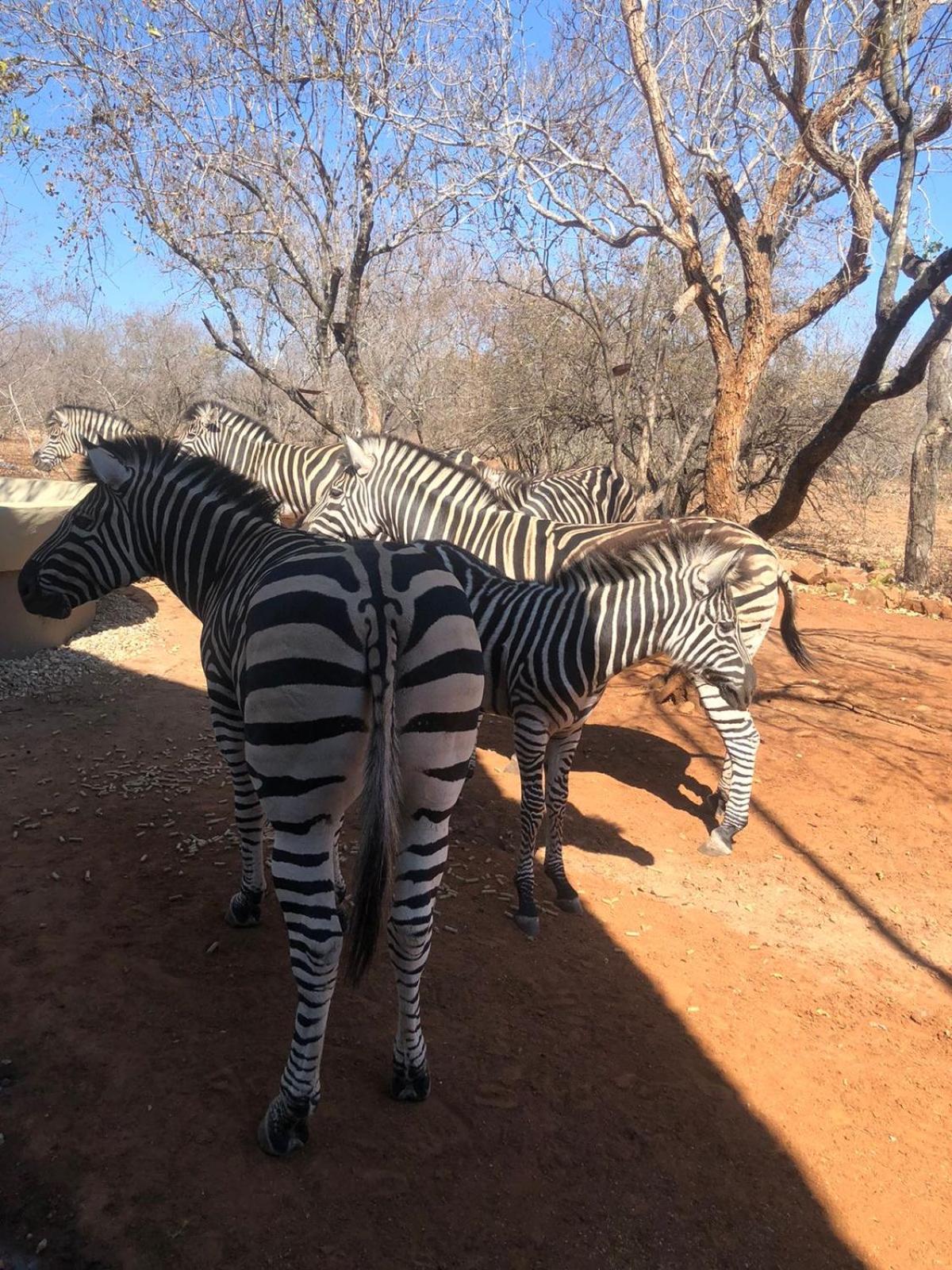 Imbube Safari Lodge