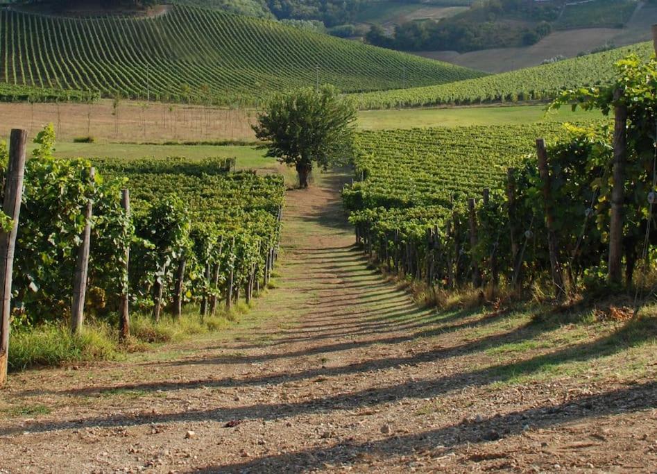 Azienda Agricola La Ghibellina