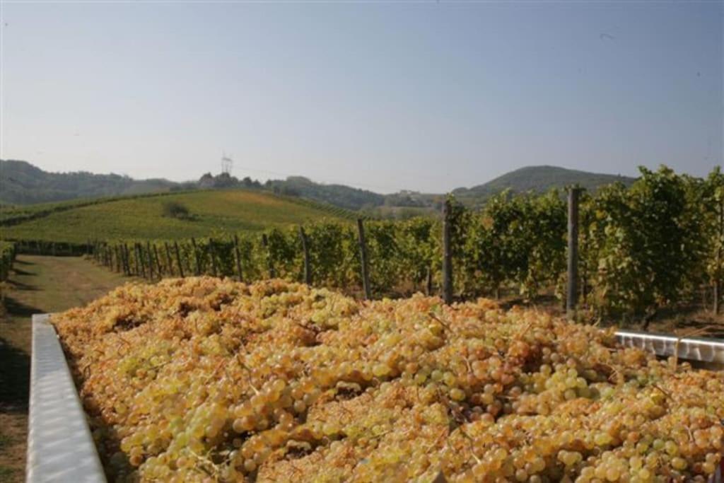 Azienda Agricola La Ghibellina