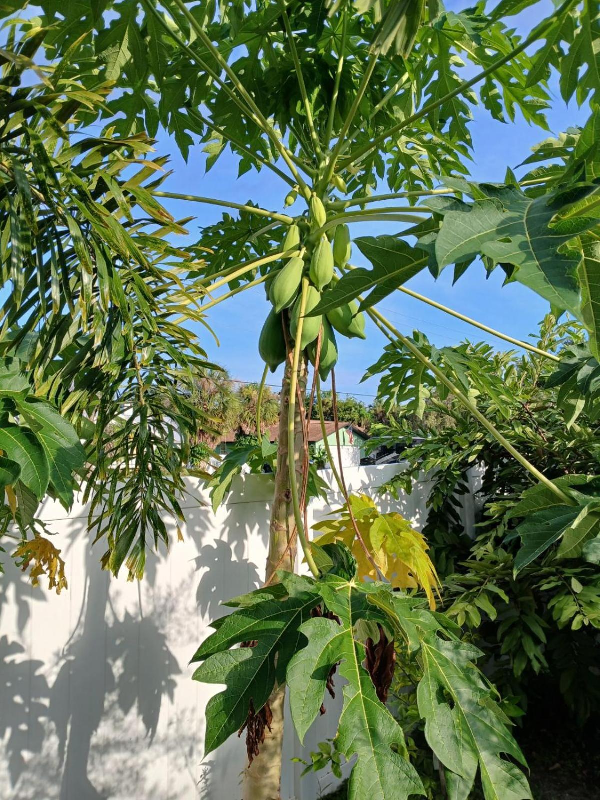Port Charlotte Palms-Pet friendly, Heated Private Pool and Mini Orchard