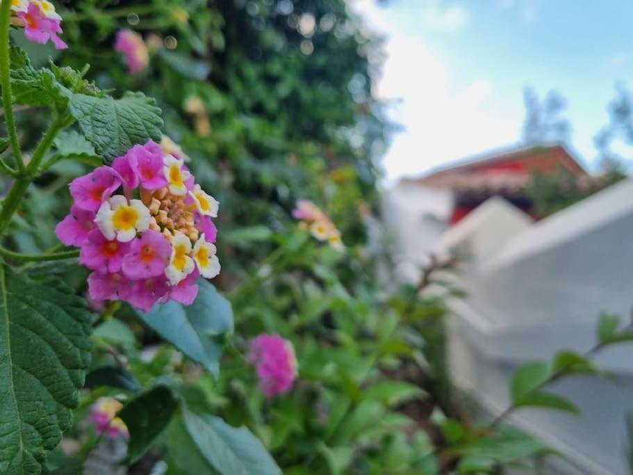 Lemon Tree House with garden in Plaka
