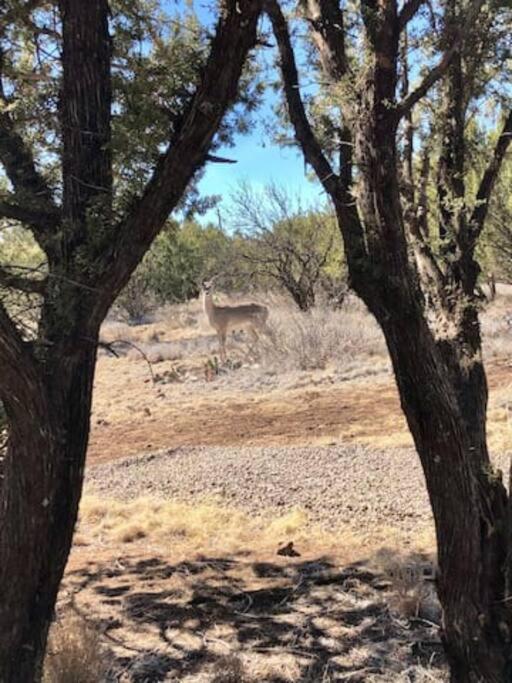 Cottonwood Creek Cabins - Alpine, TX