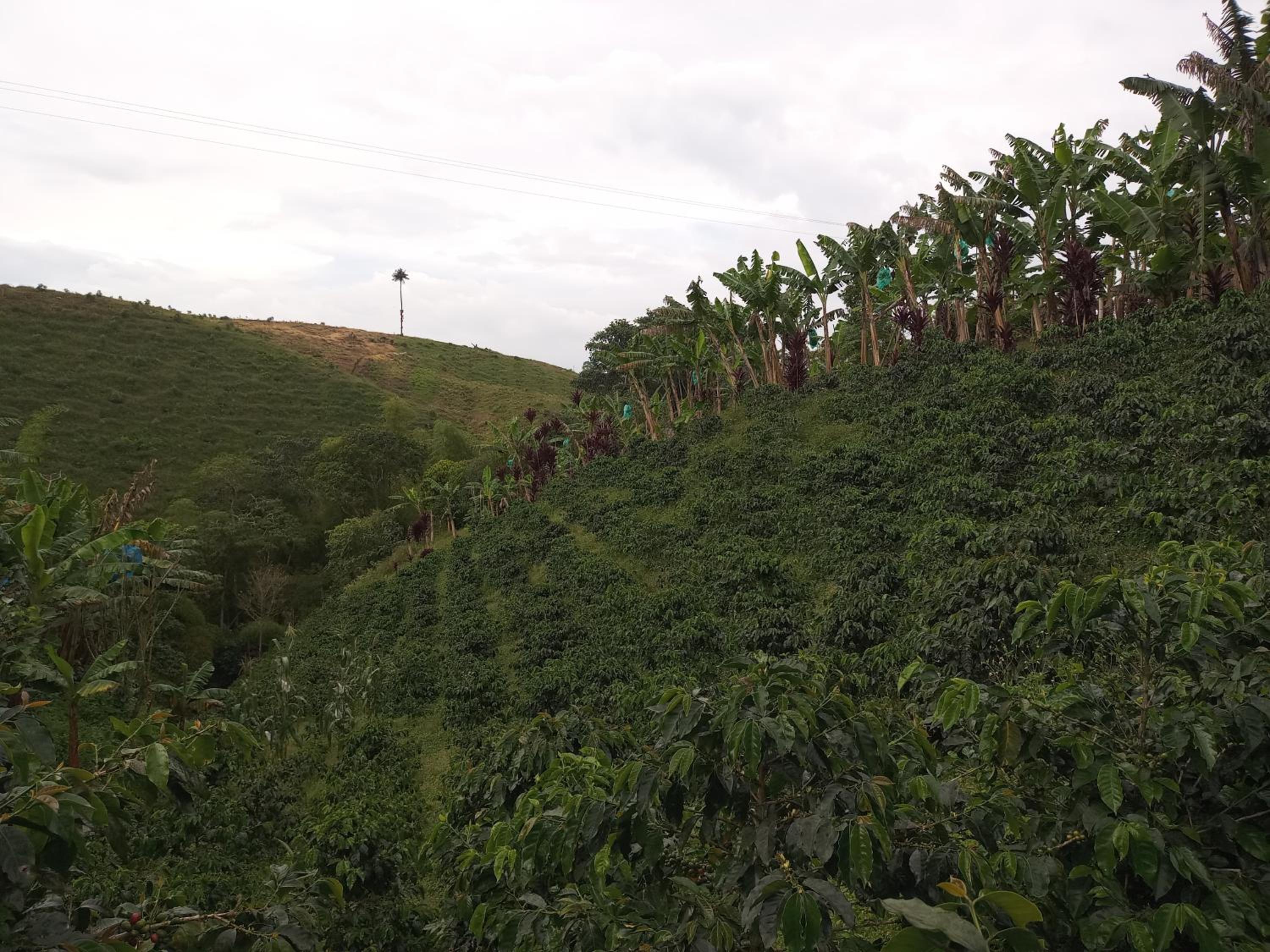 Cafilandia