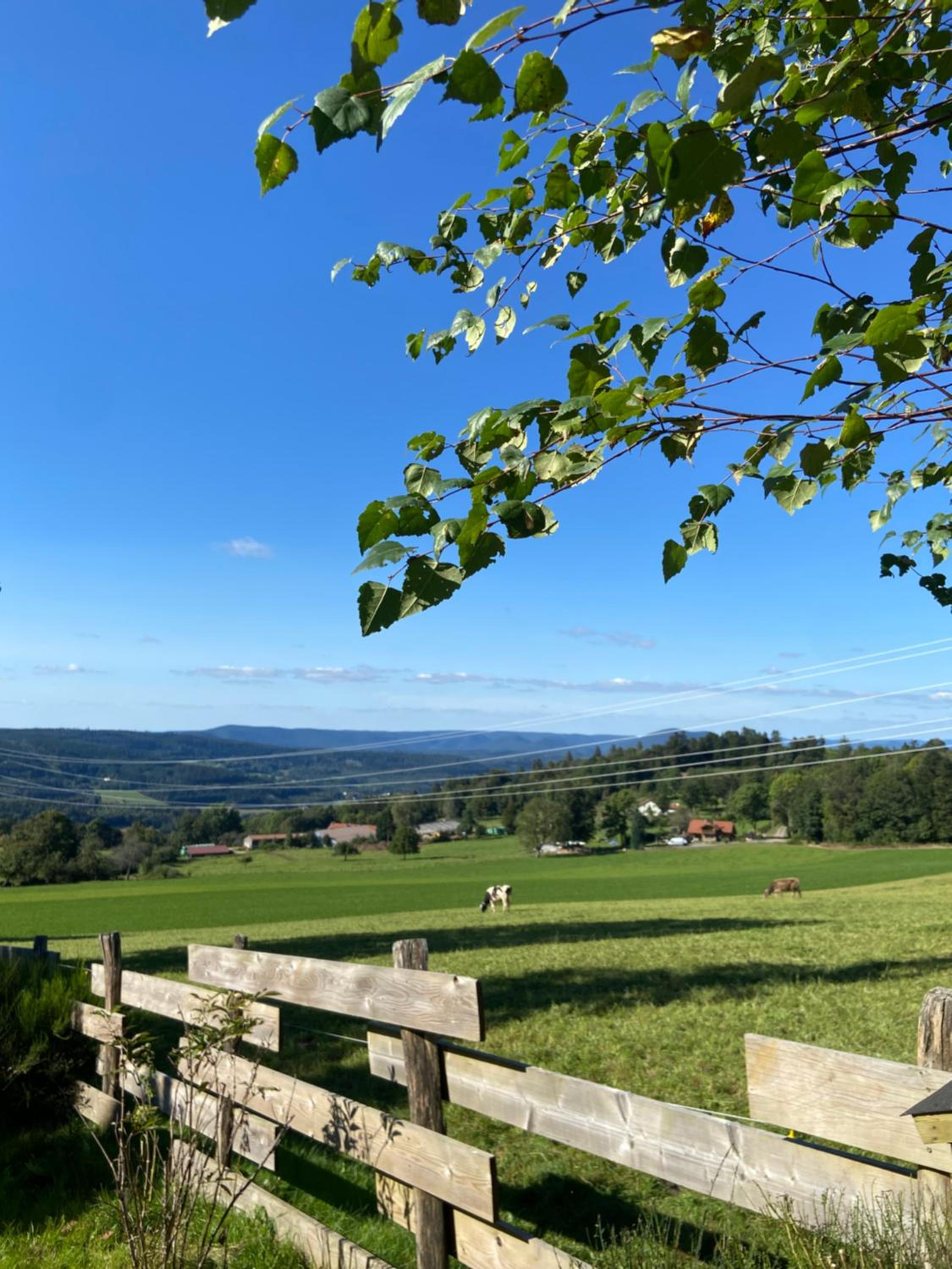 Chalet bois au calme, en lisière de forêt, balcons, sentiers balades Gérardmer & Alsace 