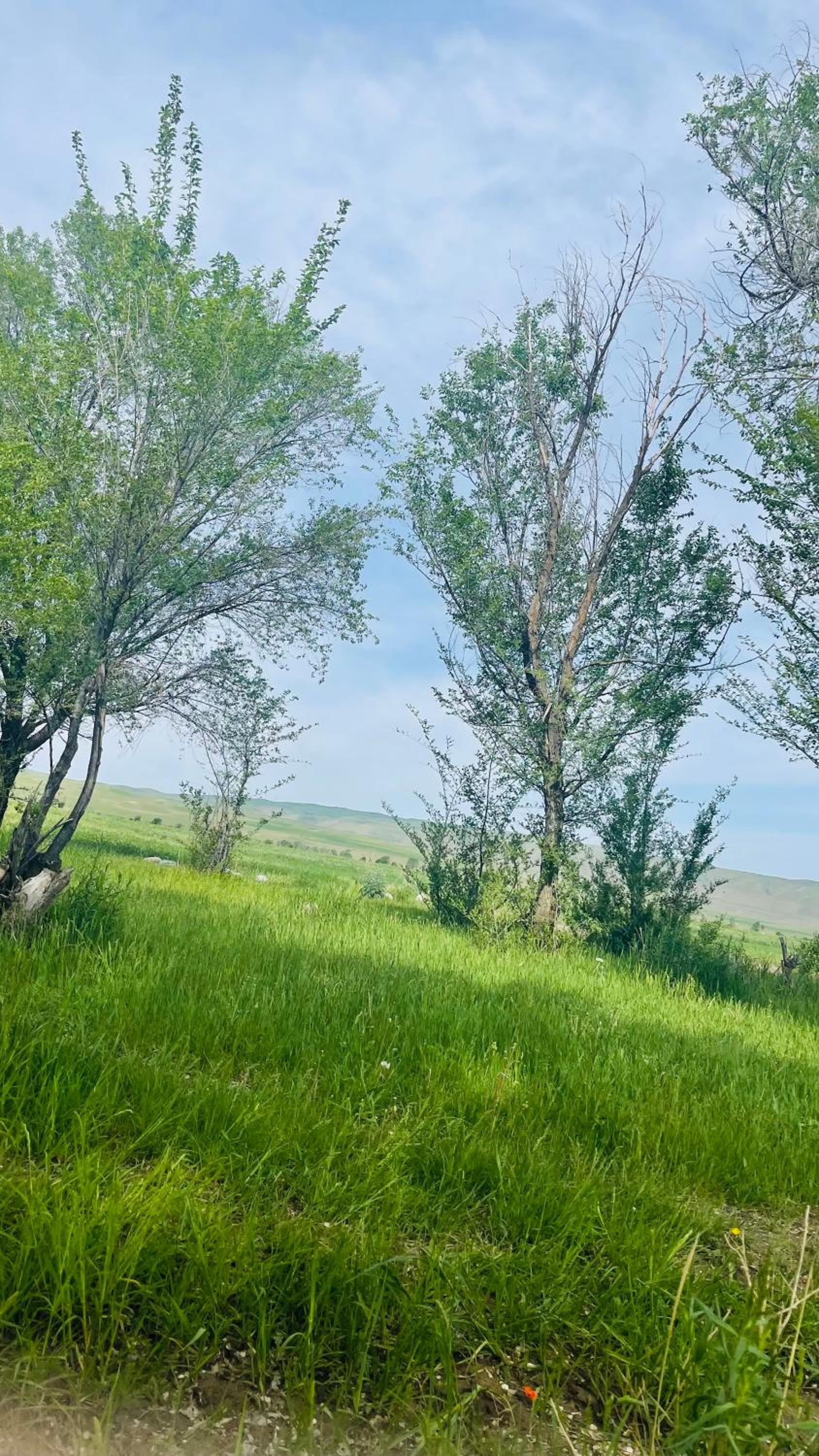 Tiny House in Kashka Suu Village