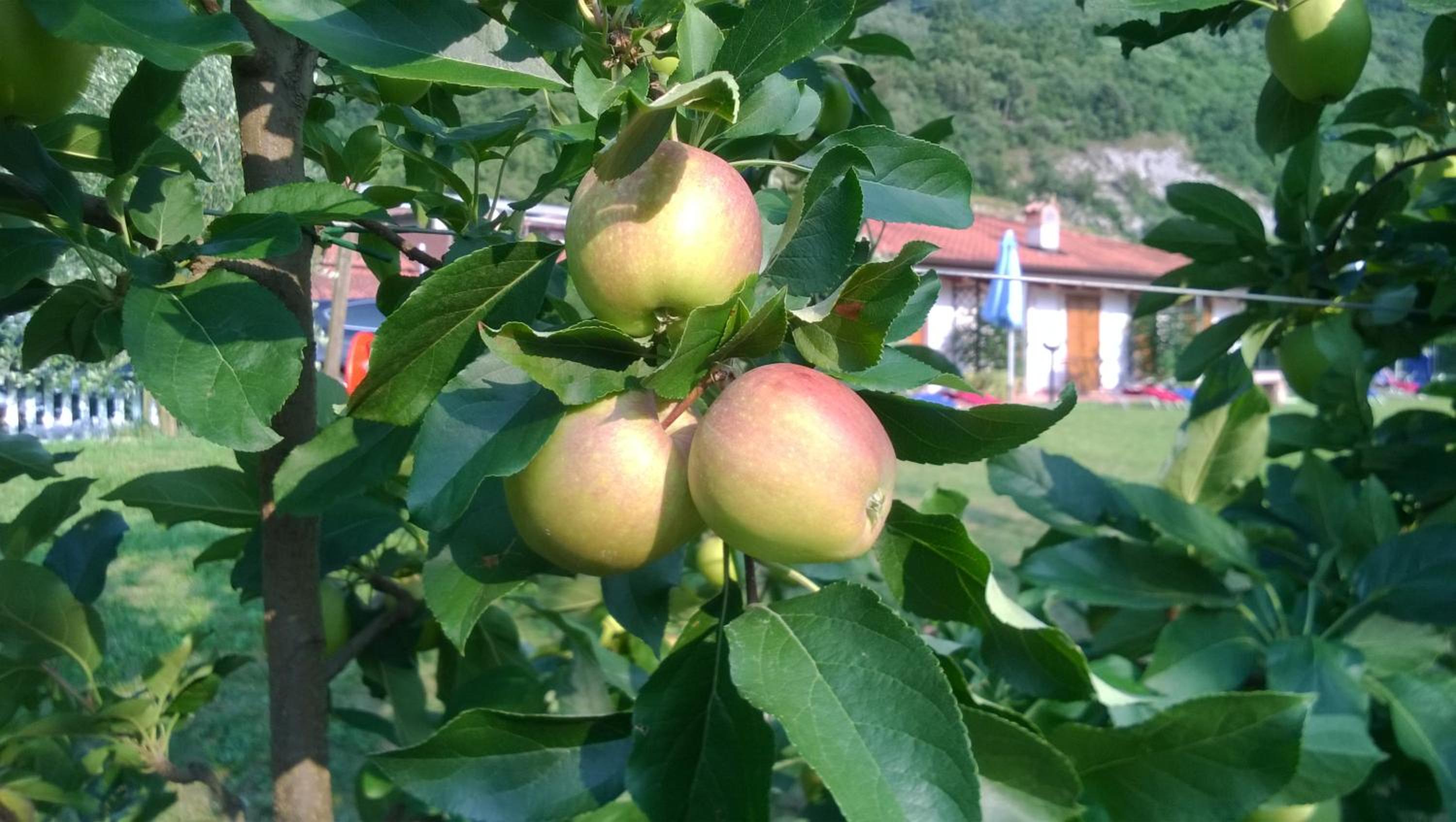Agriturismo Trefrutti