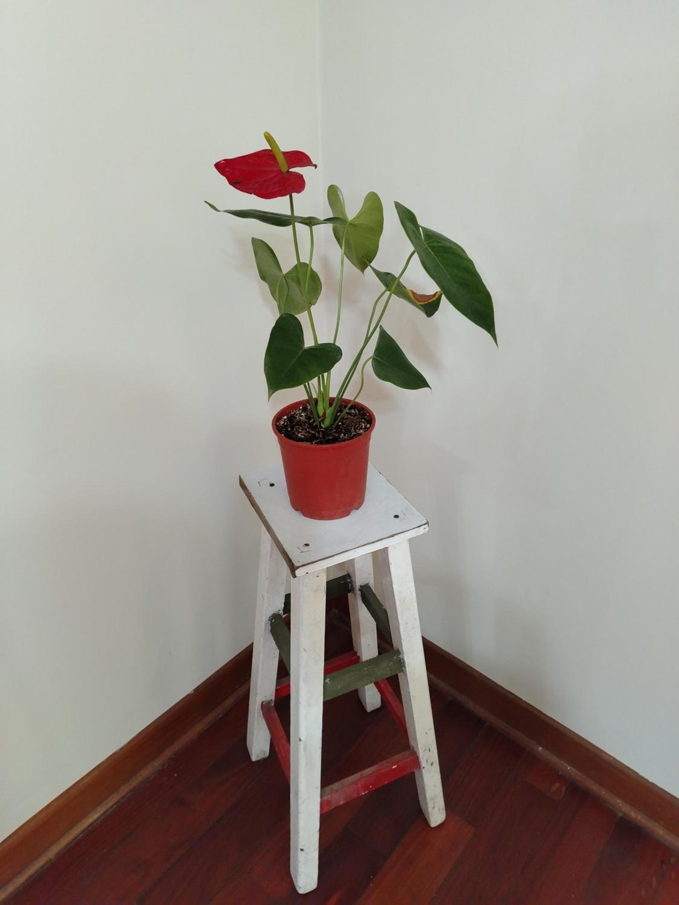 Apartamento acogedor en La Perla