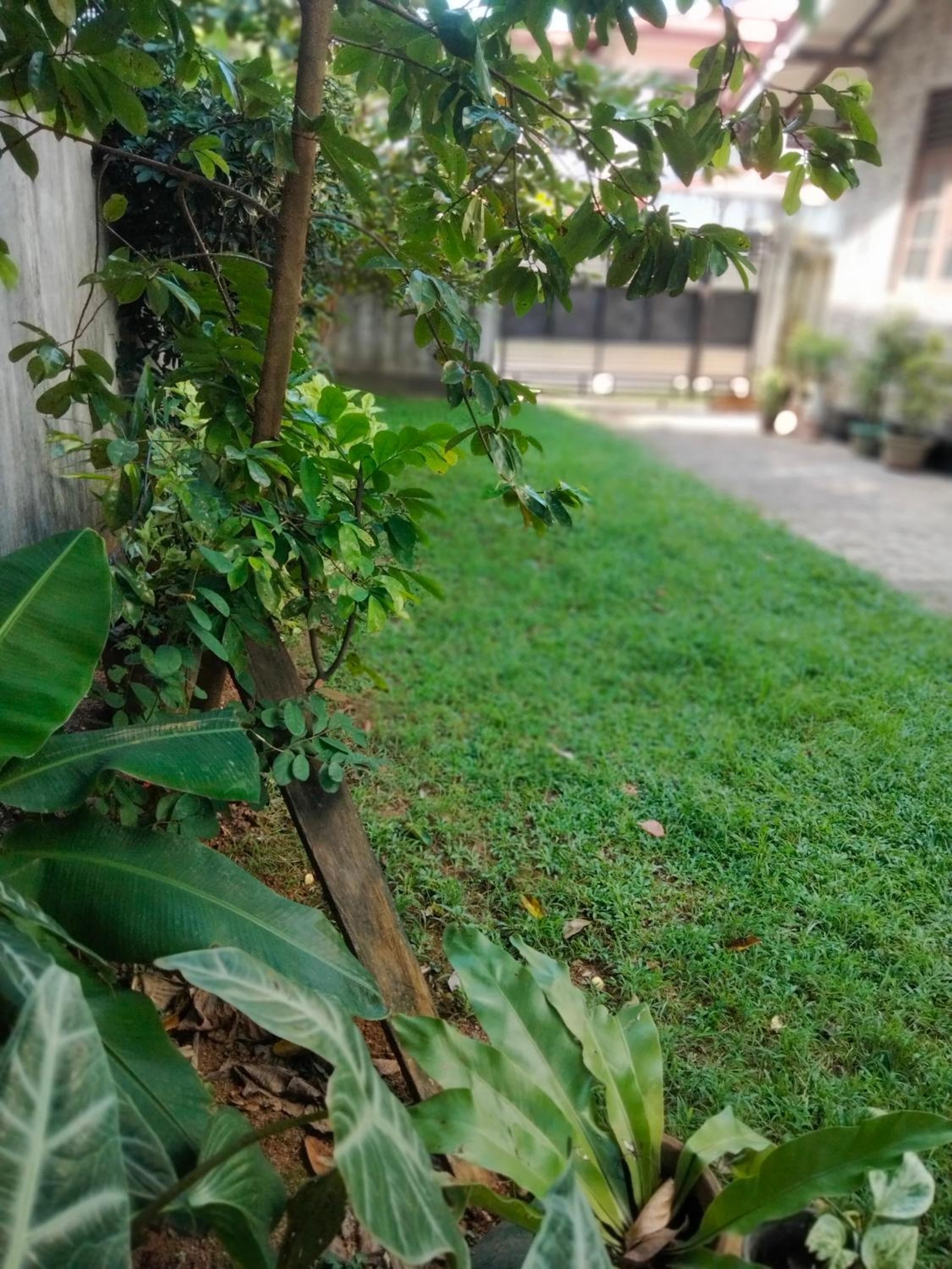 Thenu Homestay