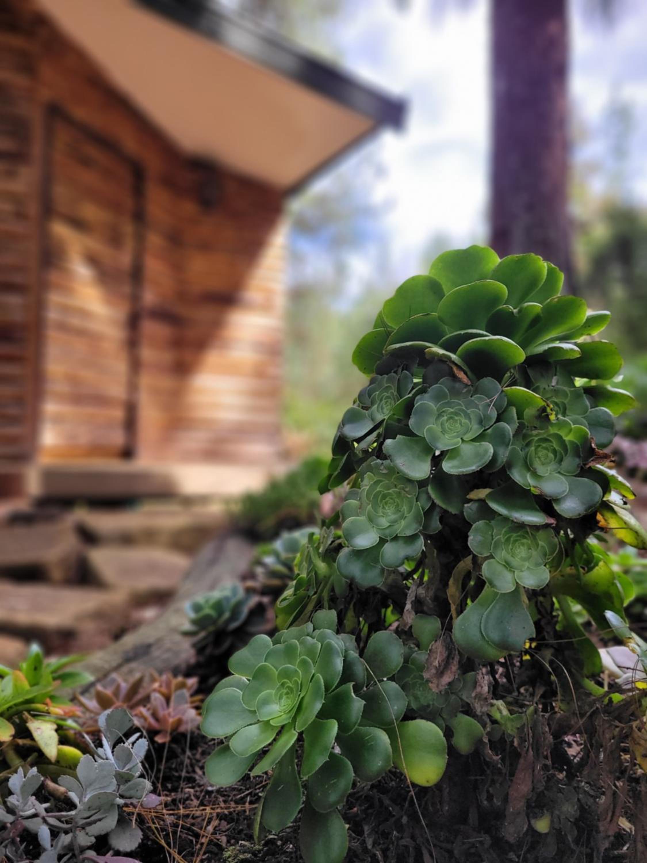 Cabaña Aventurina- La pascana Ecolodge Entorno natural excepcional, conexión con la naturaleza y avistamiento de aves, Ubicado a 3km del metrocable y Parqu
