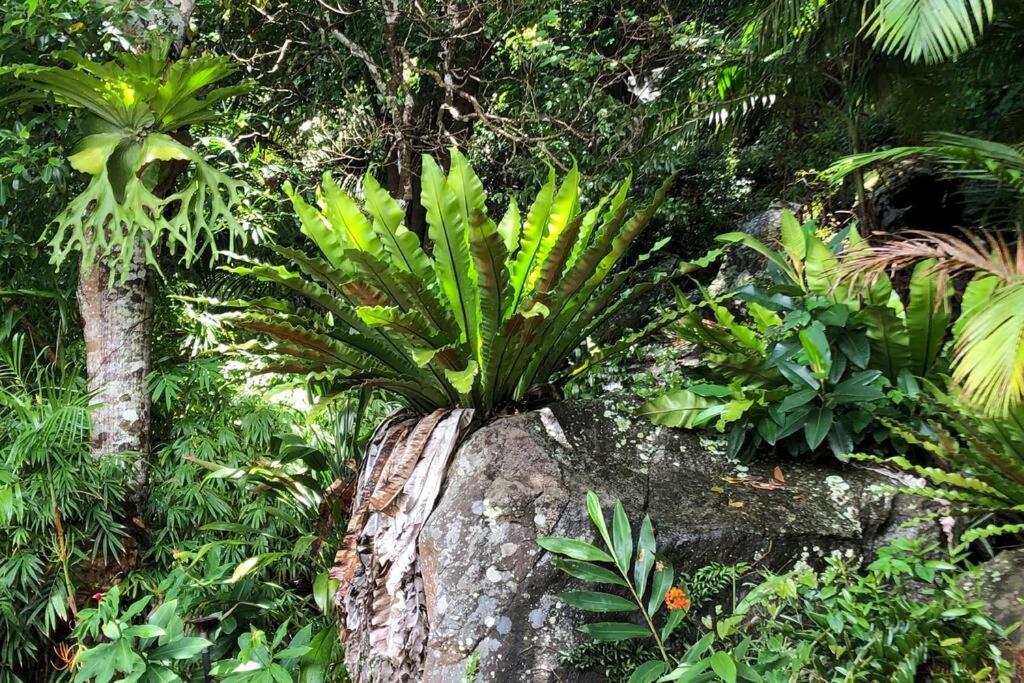 Lyrebird House