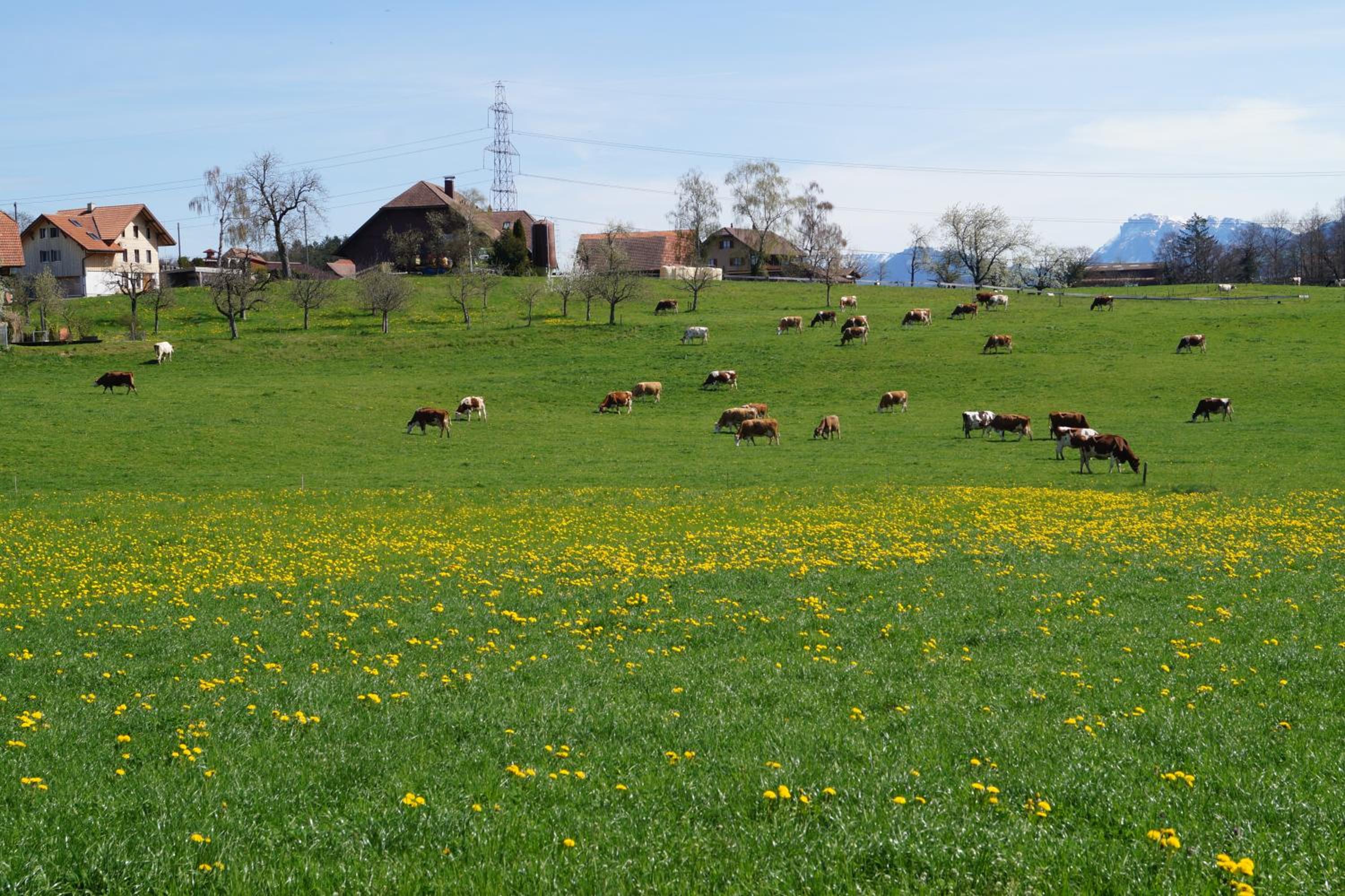 Land Luxury