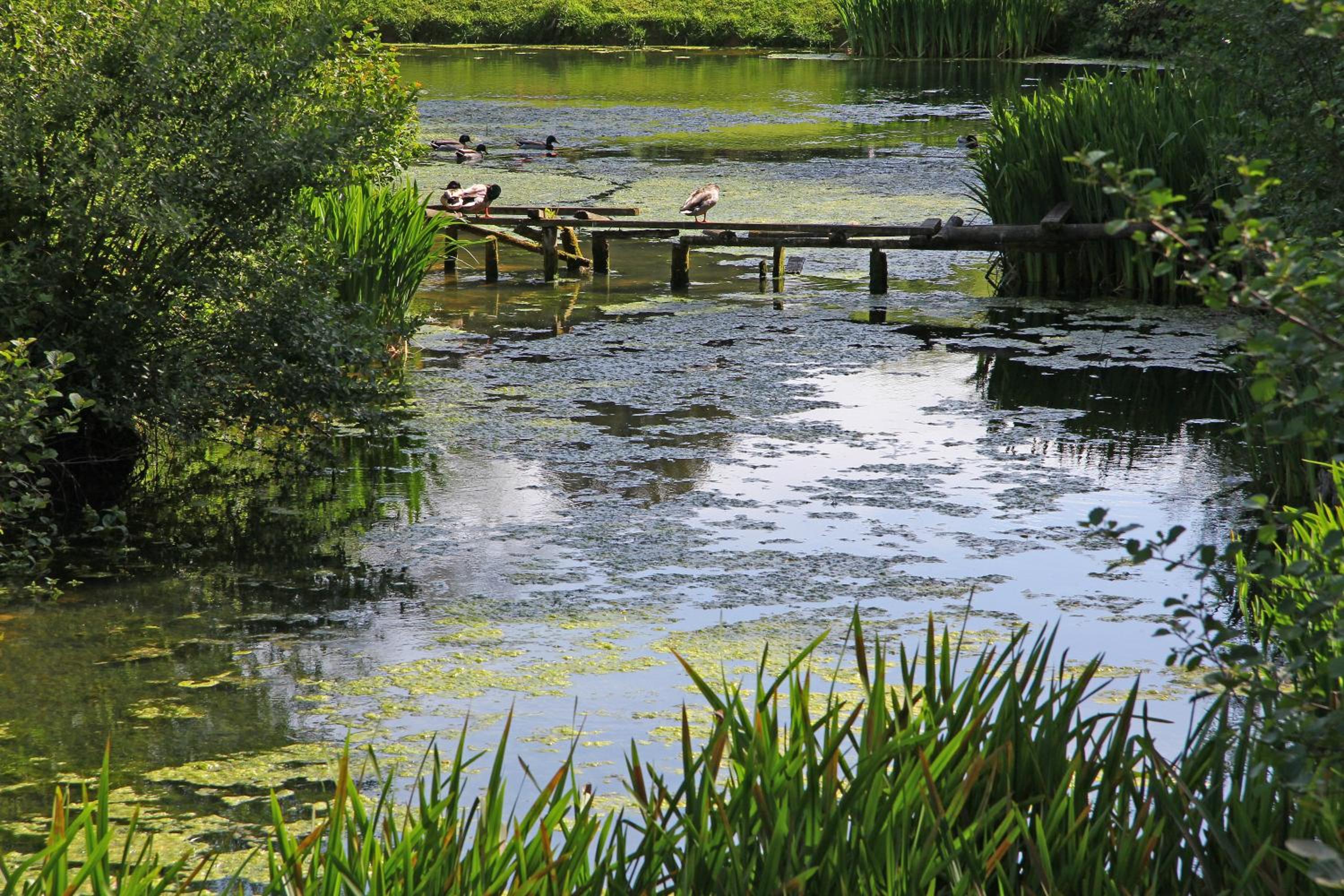 Haselbury Mill