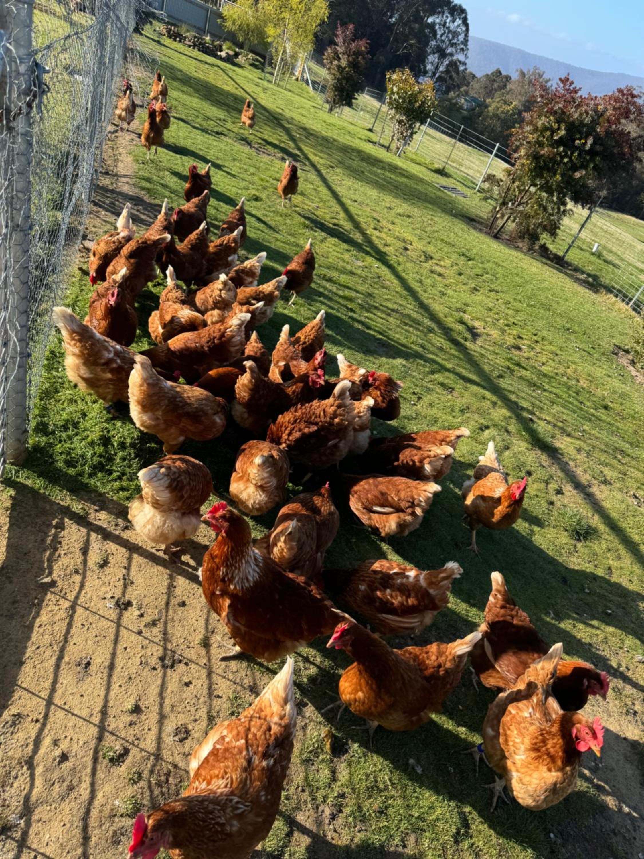 Amaroo with a view set on a 50 Acre Hobby Farm - Property Image 31