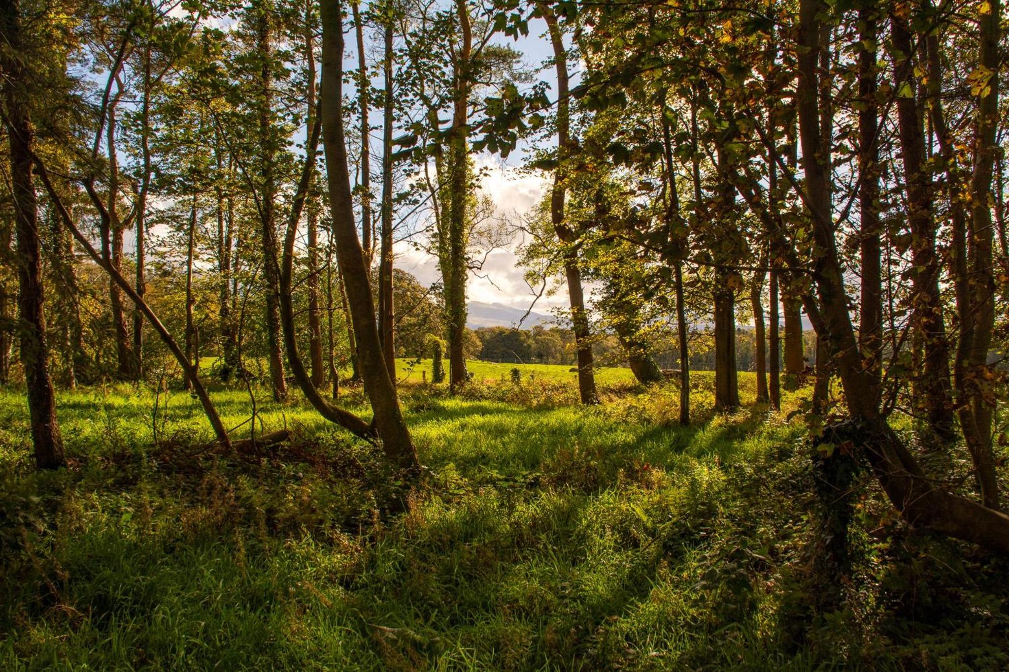 Murmur y Coed