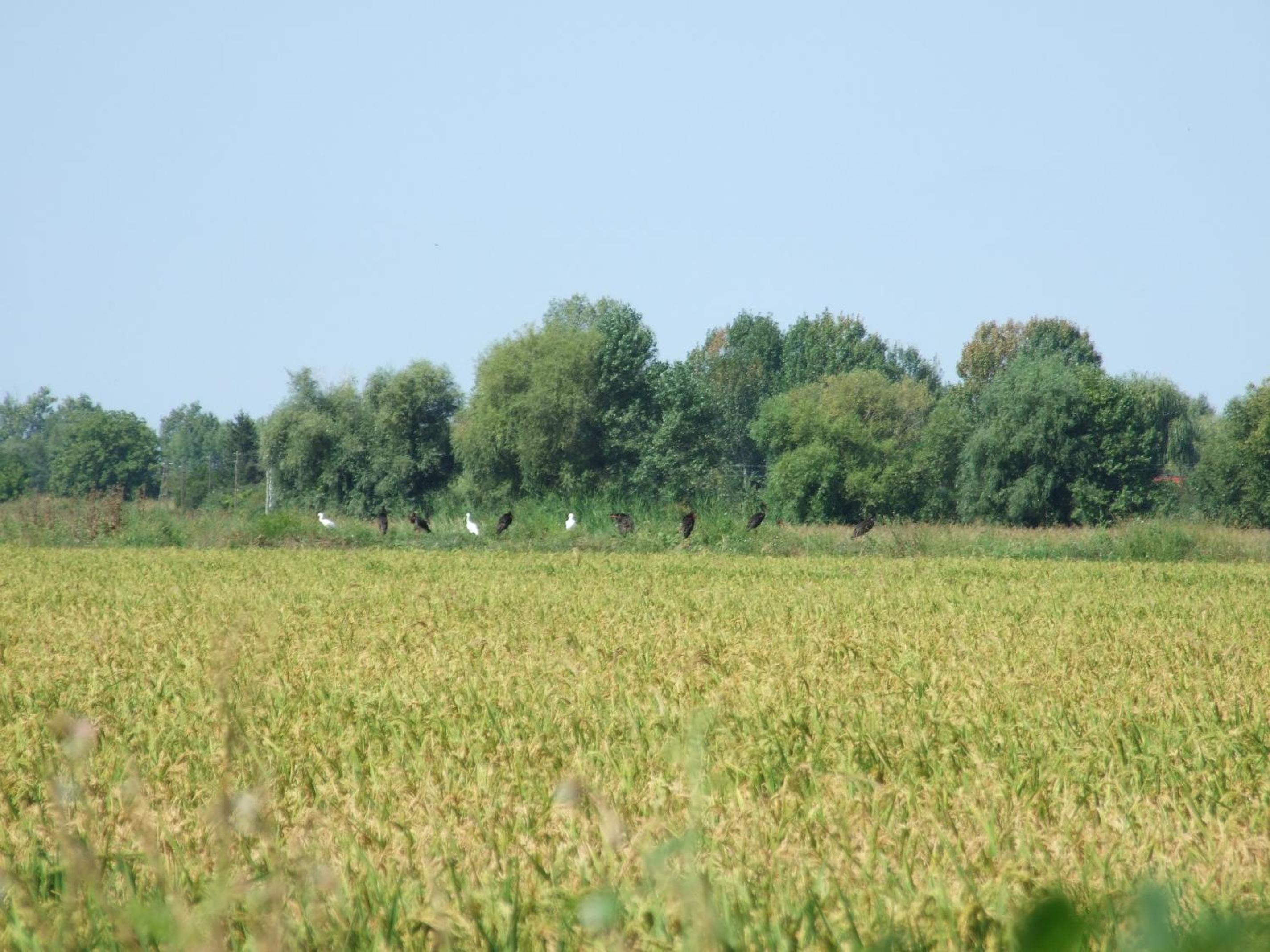 Photo 47