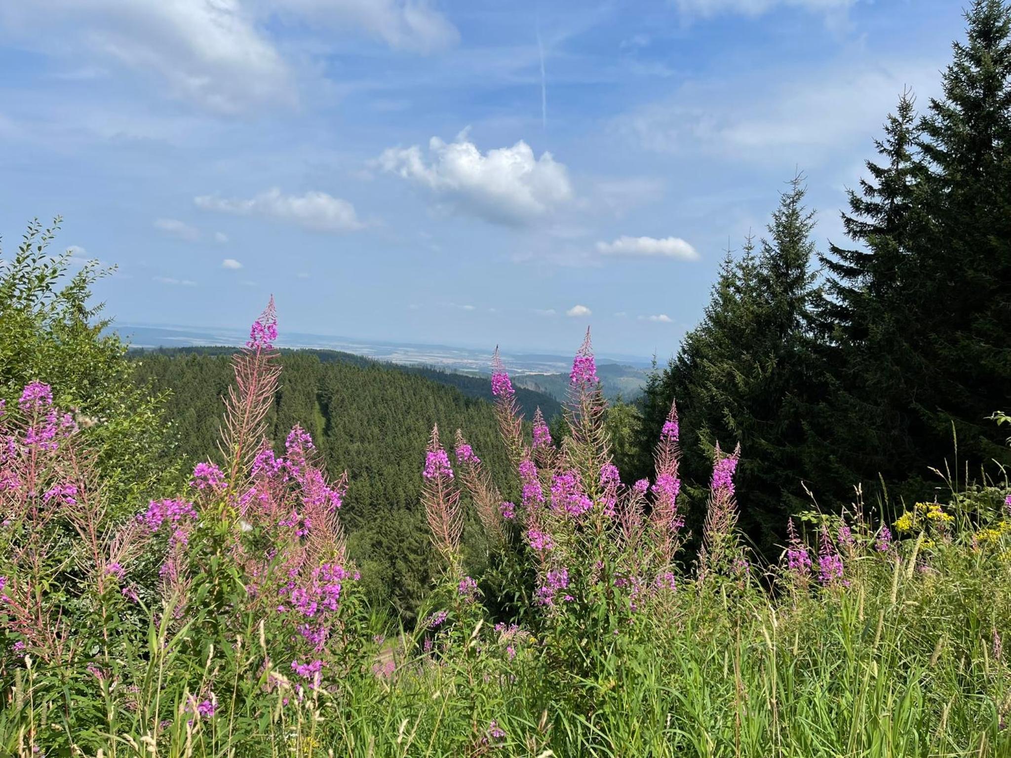 Wunderschönes Ferienhaus für Familien im Harz in historischer Stadtvilla im Herzen Zellerfelds