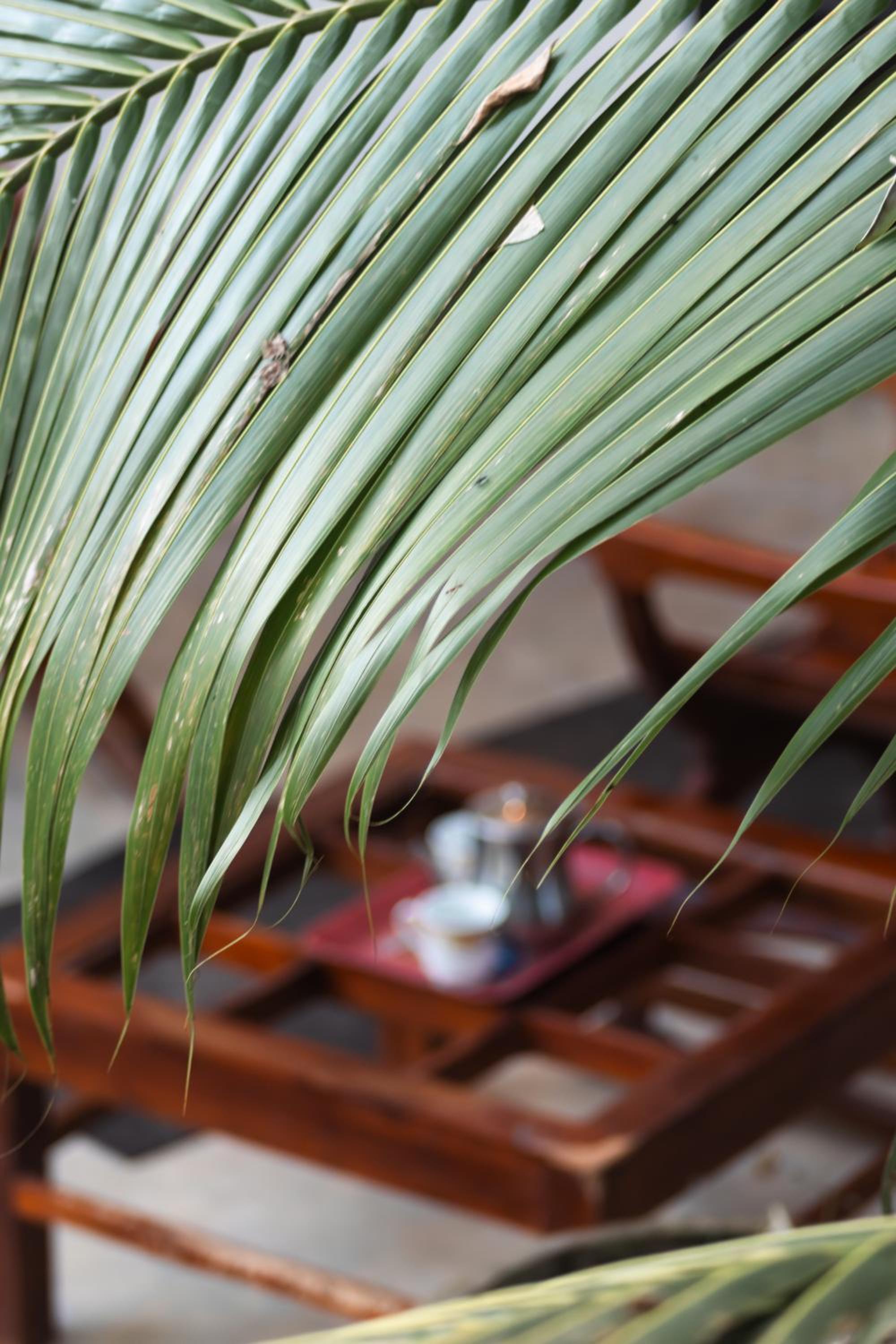 jungle vibe