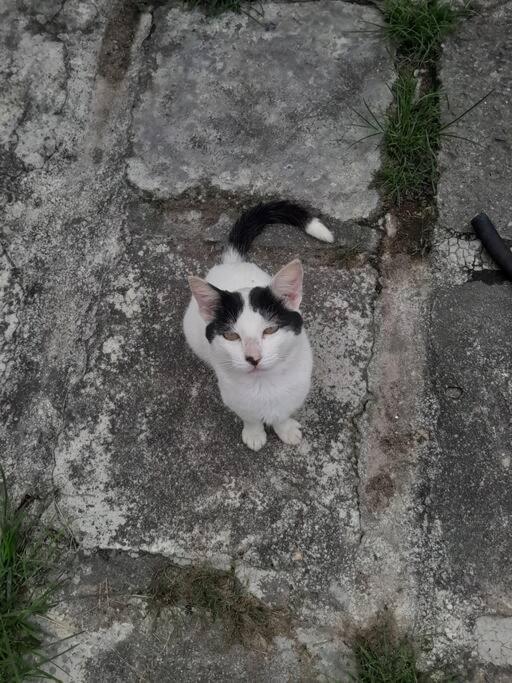 Sítio- Da Roça- Piscina- Super Pet Friendly