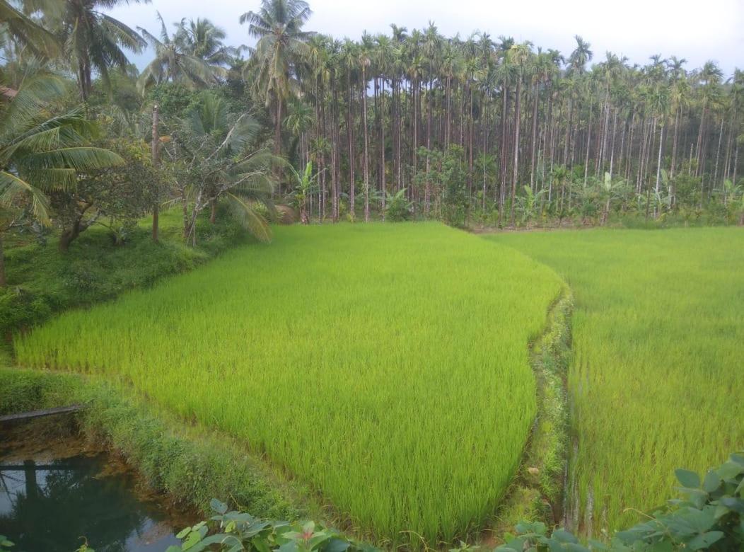 Gubbikanta Homestay