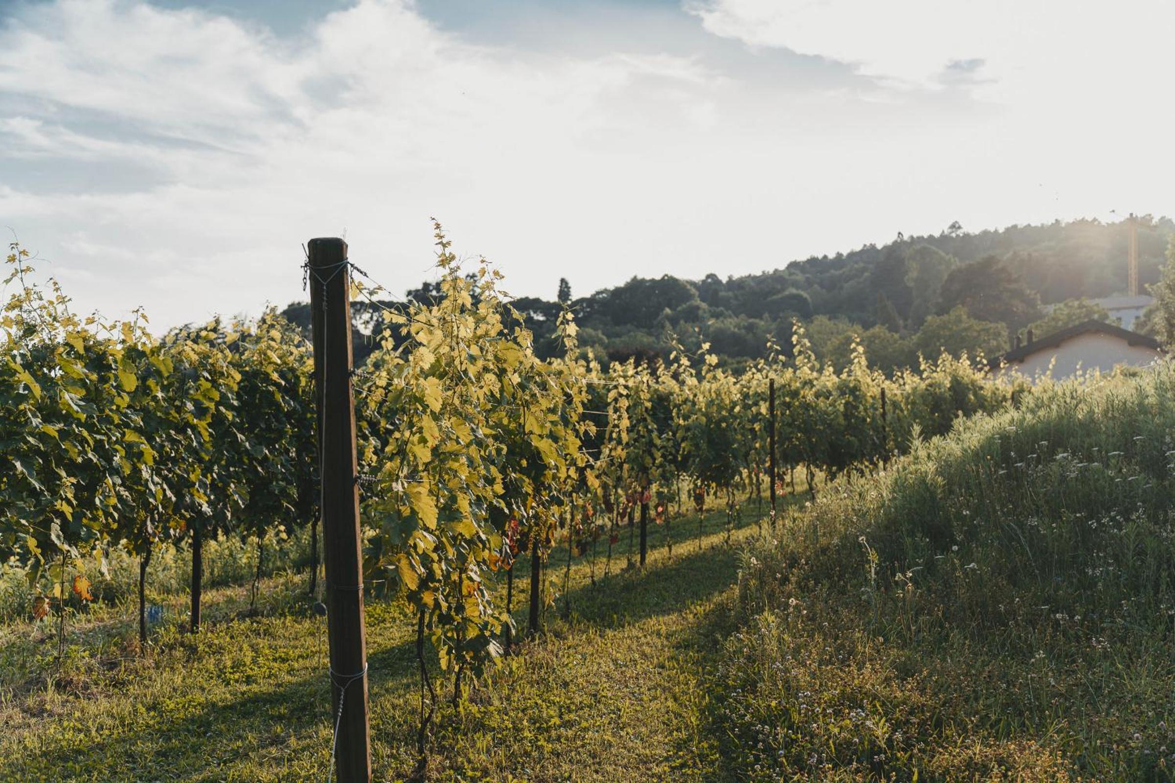 Tenuta Ronco Regio