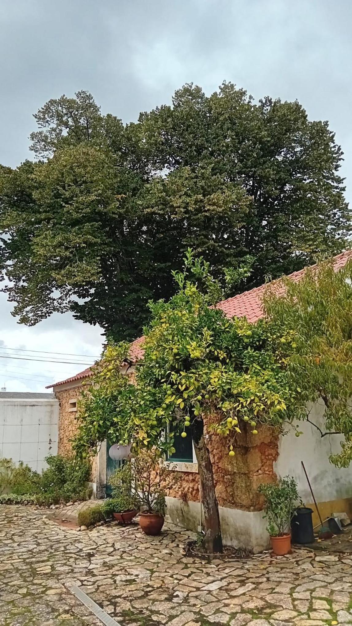 Casa da Tília