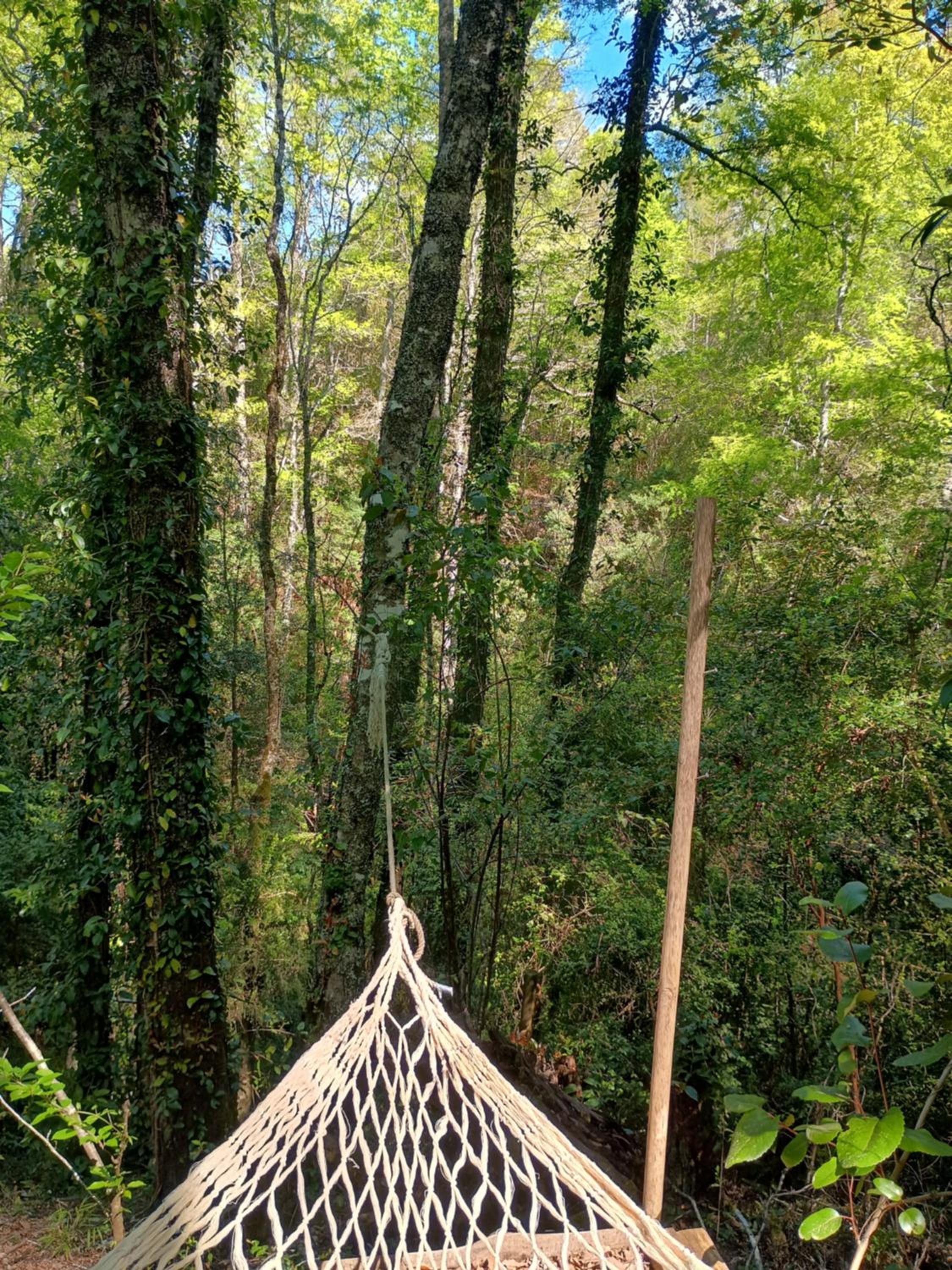Casa Bosque Villarrica