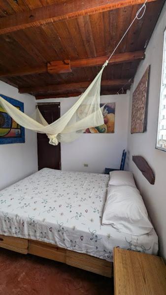 Hostel La Ballena Backpacker