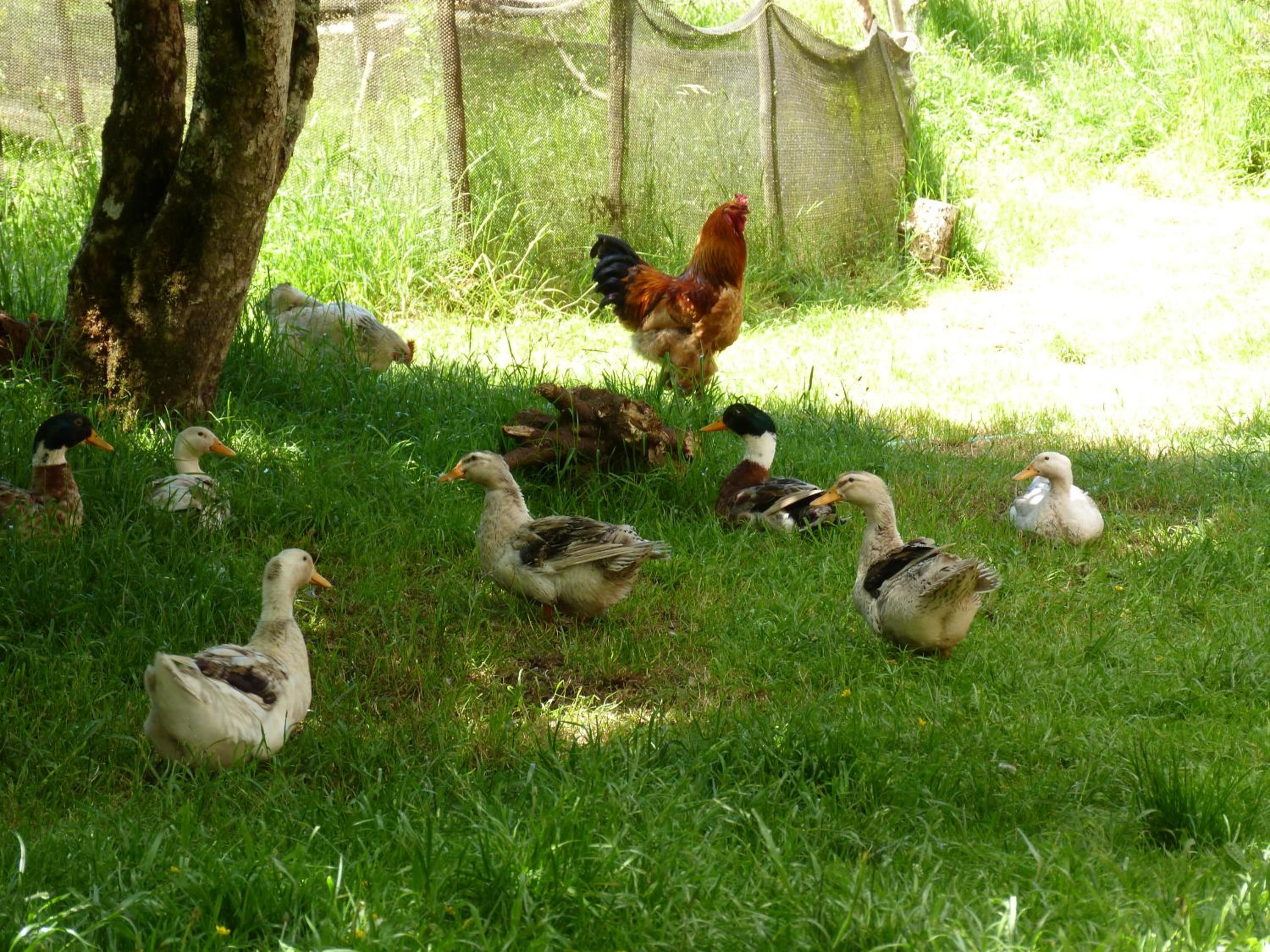 Agroturismo Coñico