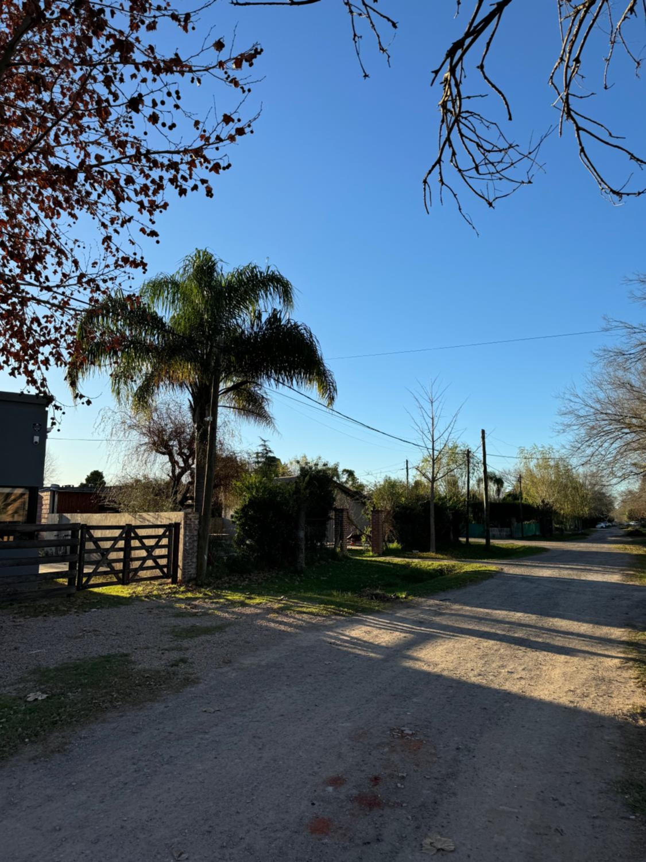 La Acacia.