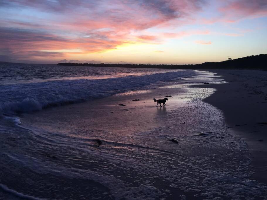 Paws and Pause at The Bay
