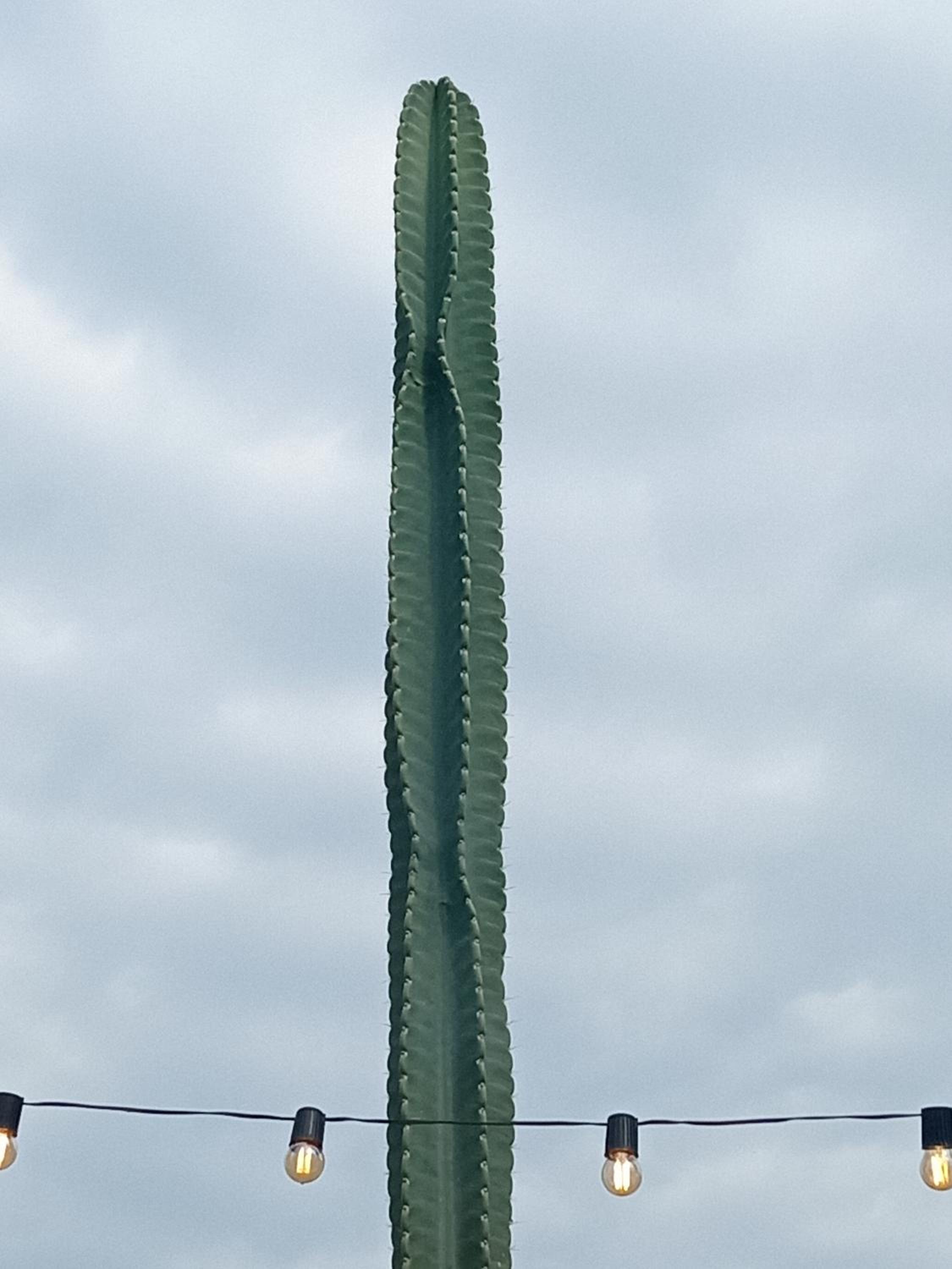 El Encinar