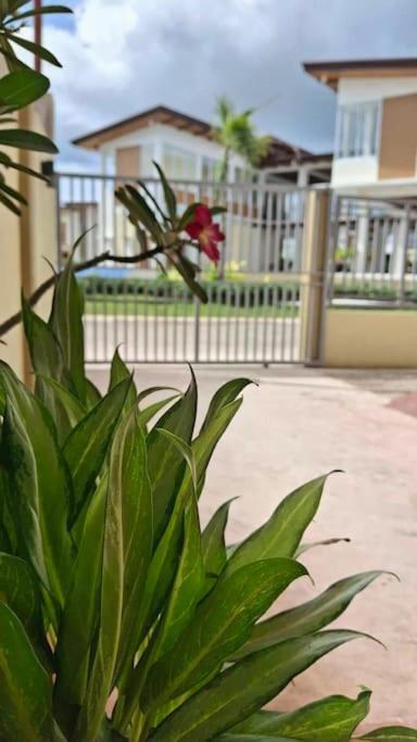 Photo 44