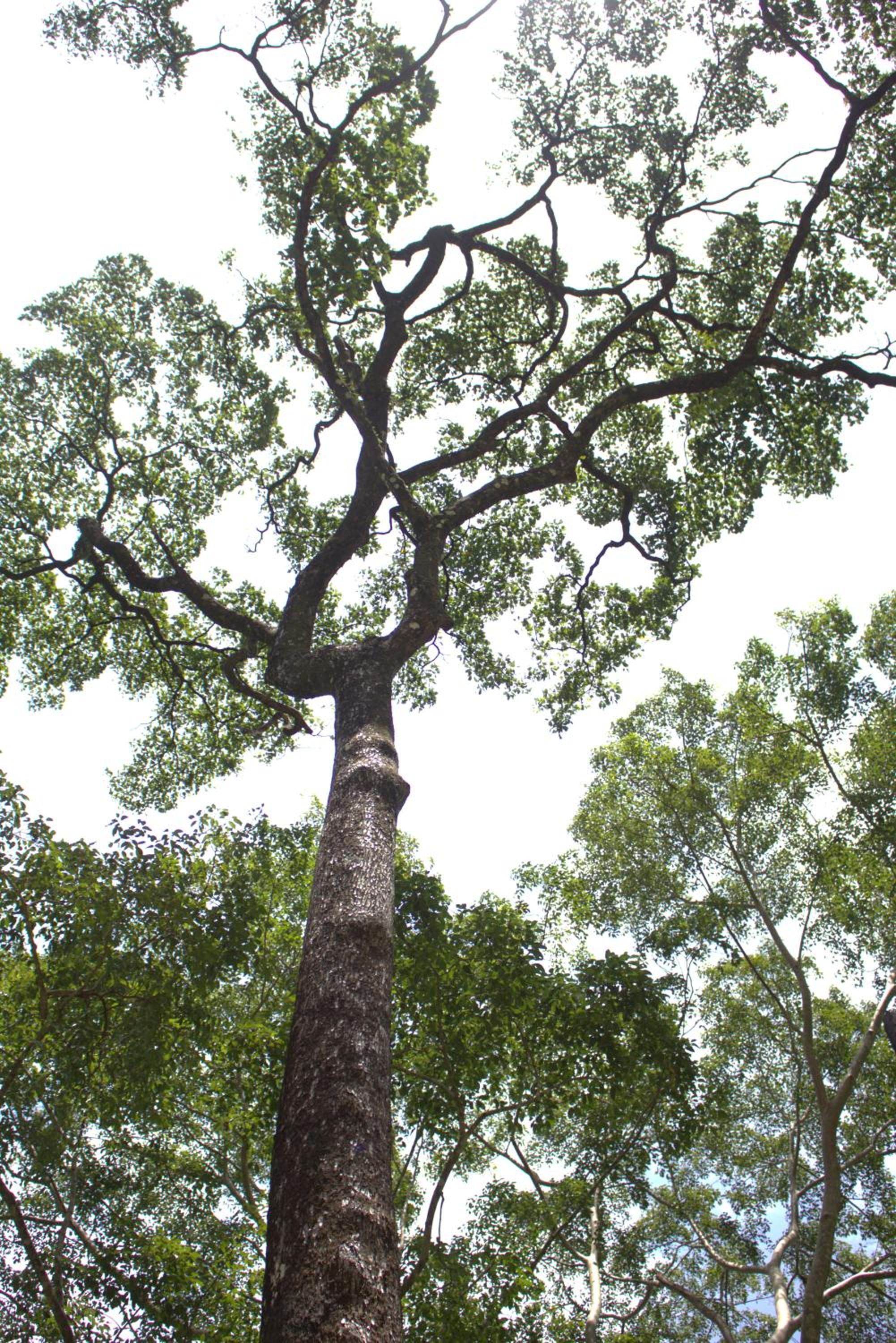 Photo 42