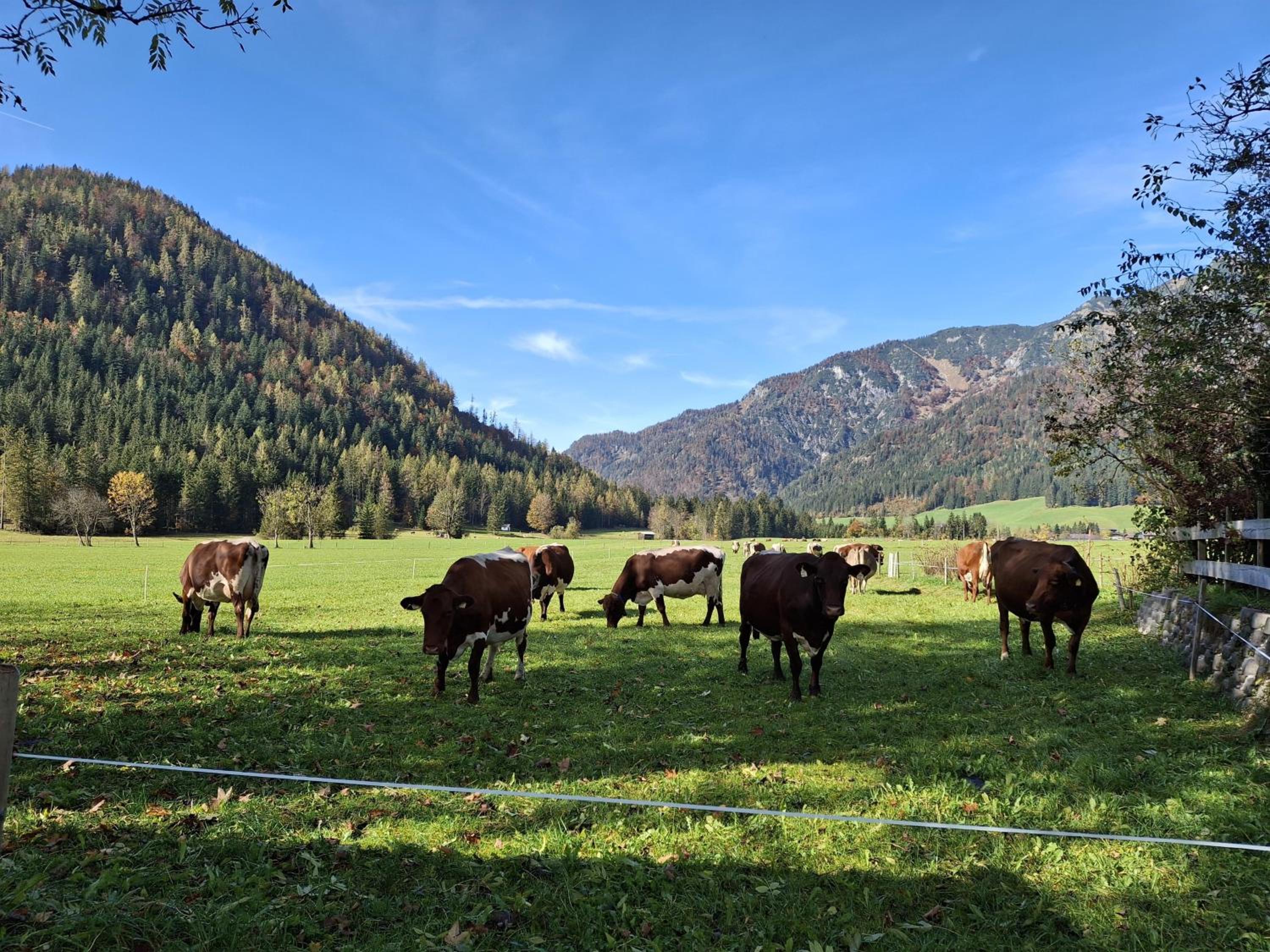 Lampererhof