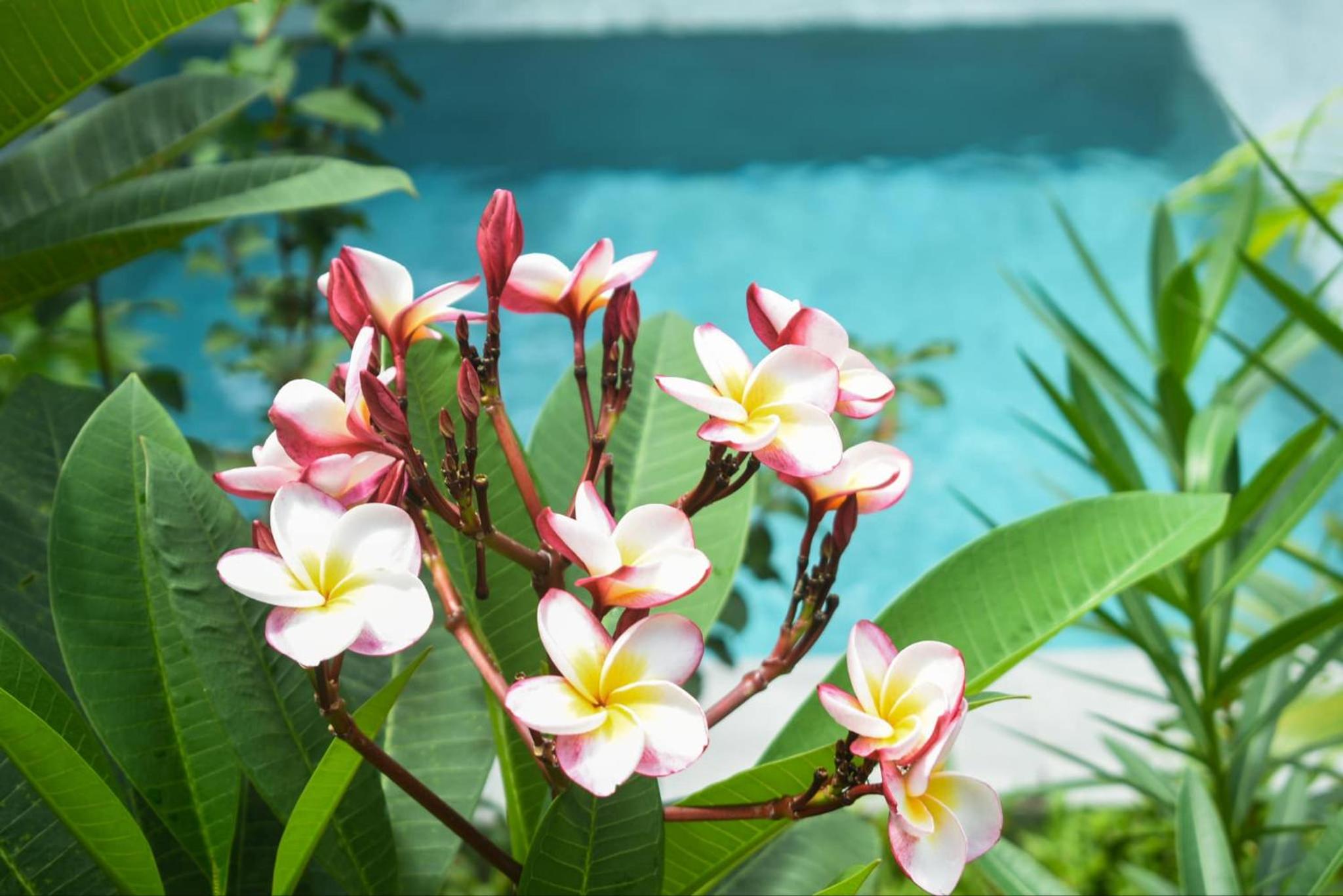 Orchids Villa Elnido