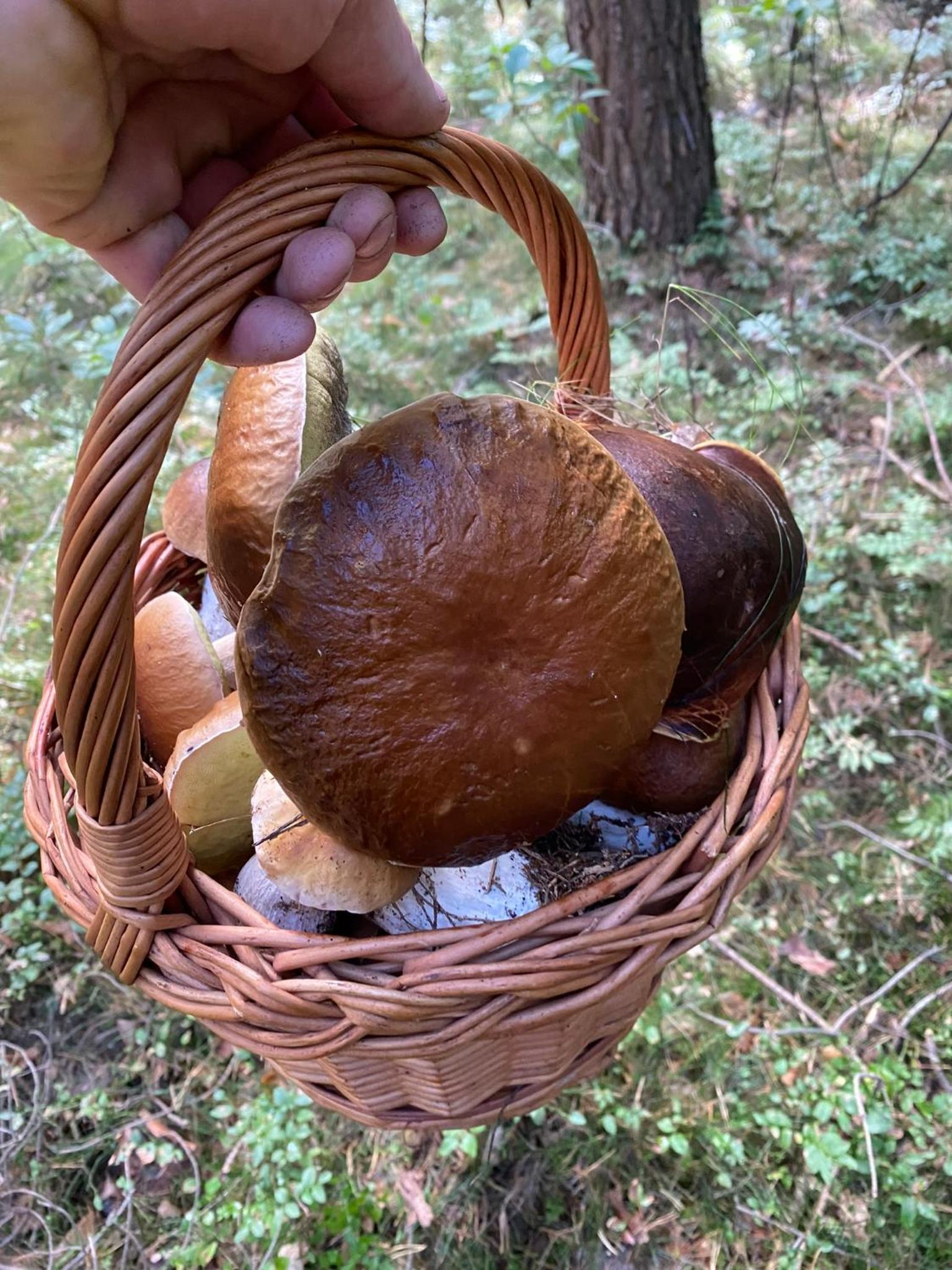 Maringotka u Krkavčích skal