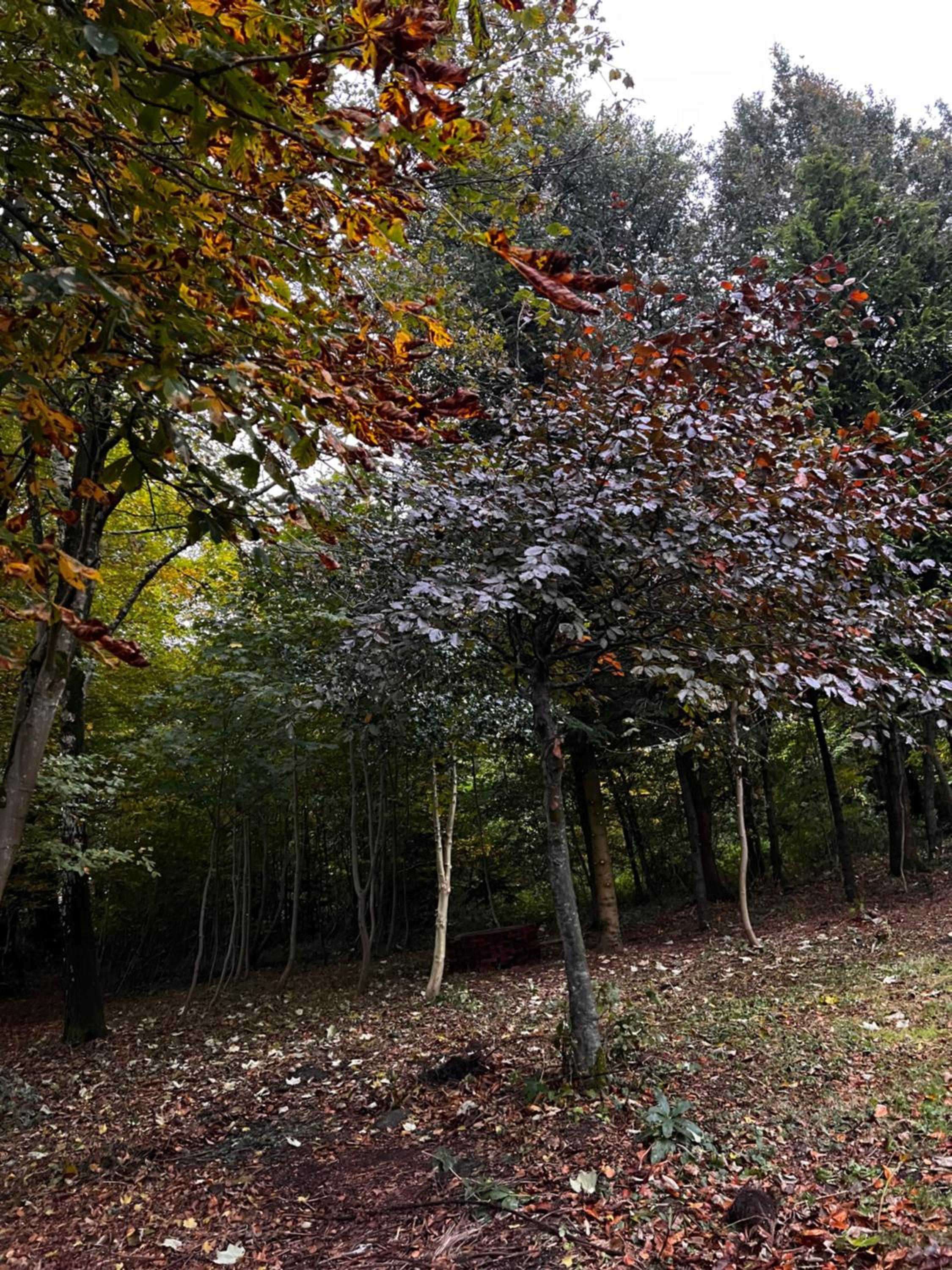 Hygge Green Retreat Billund
