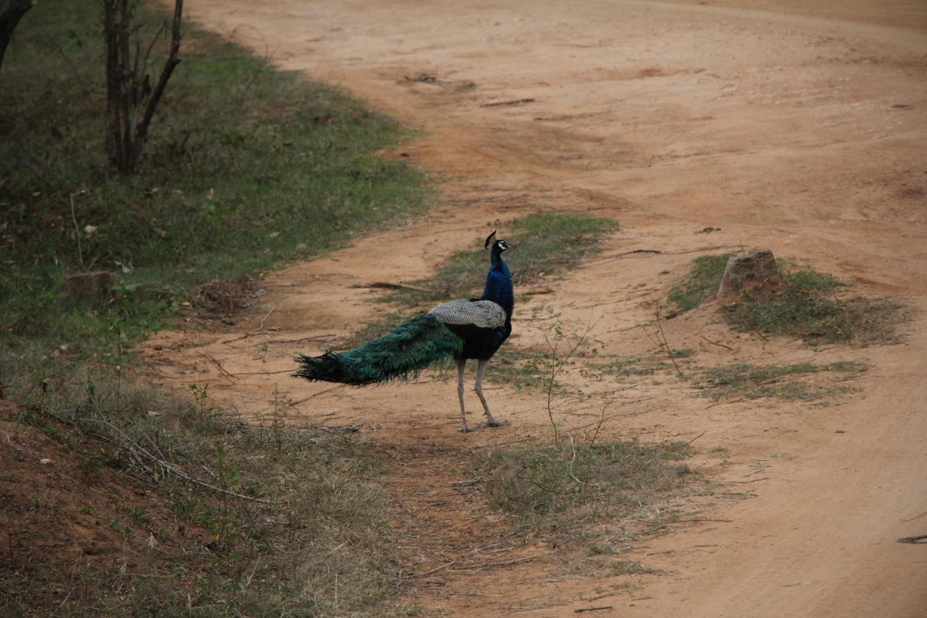 Batu's Safari lodge Udawalawe