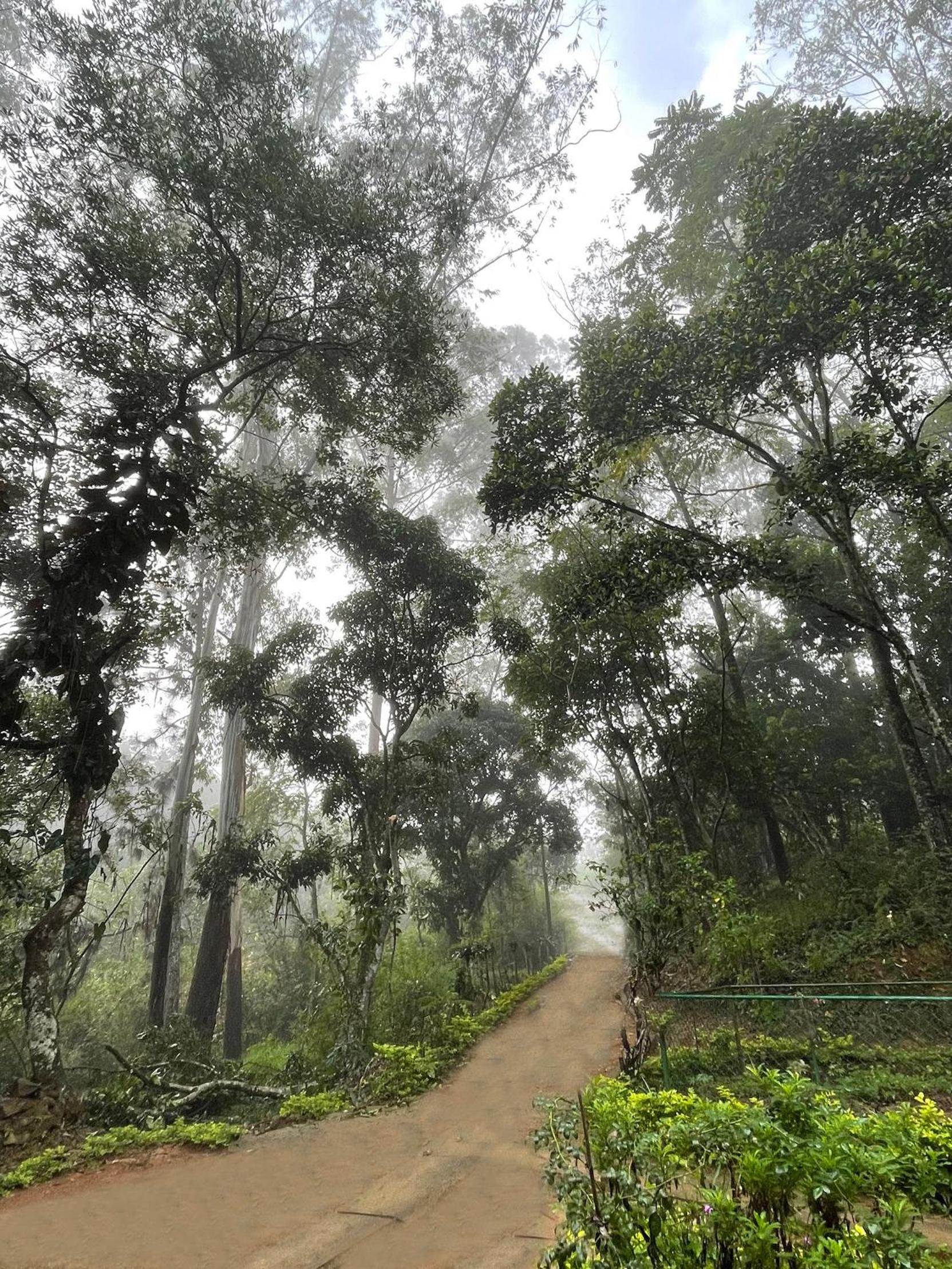 Modern Nature Retreat - Private Holiday Home in Bandarawela Hills view 5