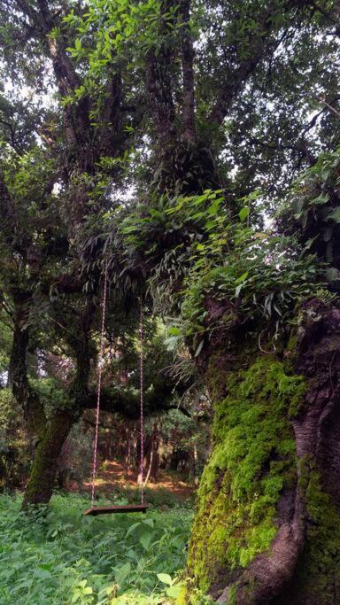 Madriguera del bosque