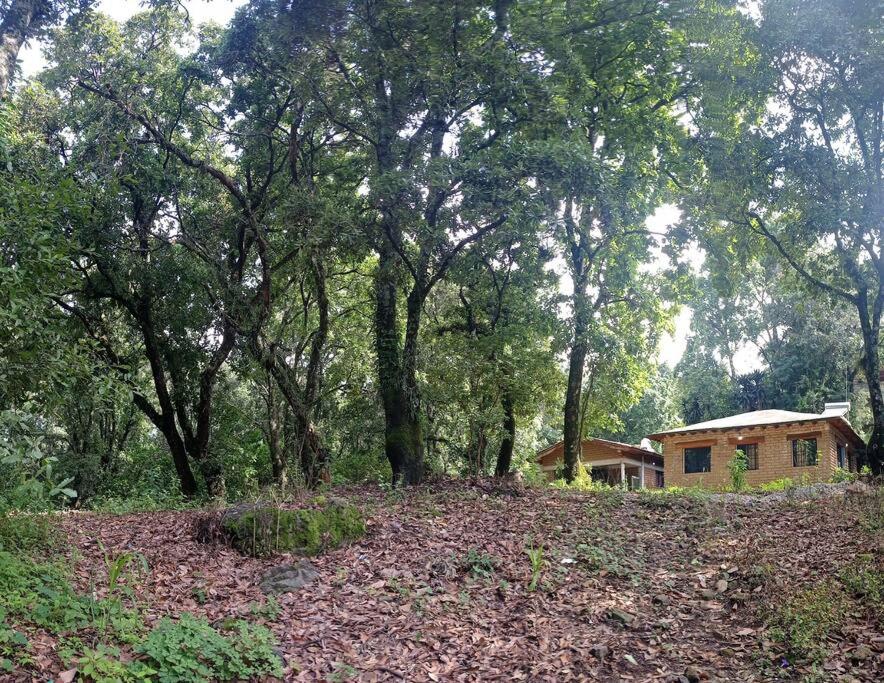 Madriguera del bosque