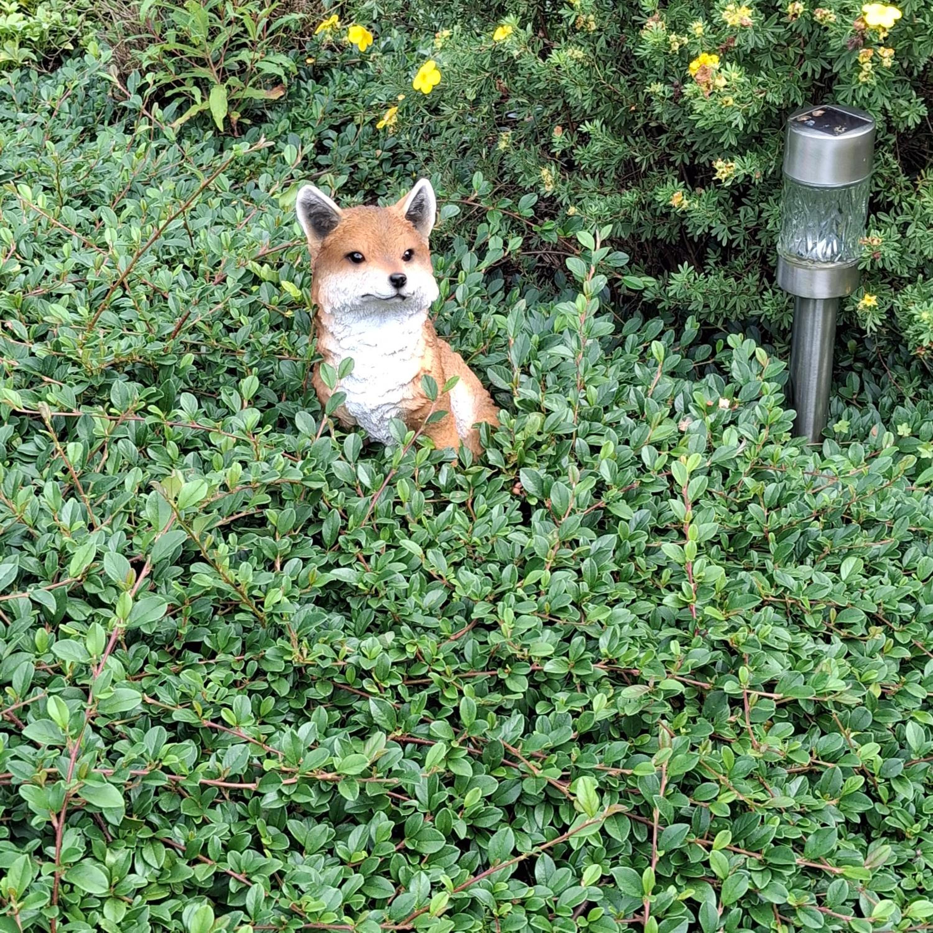 Le Renard'or