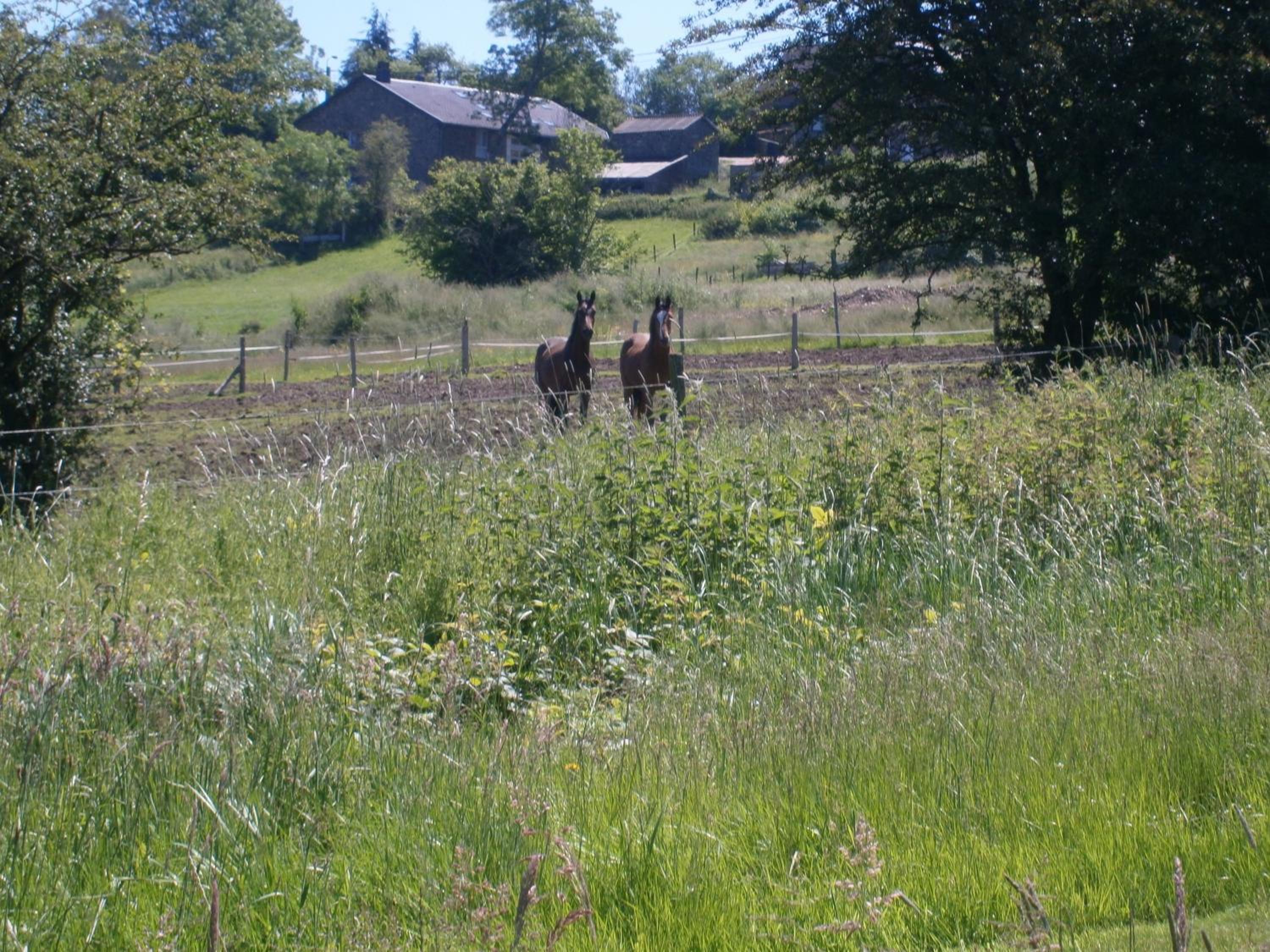 Le Renard'or
