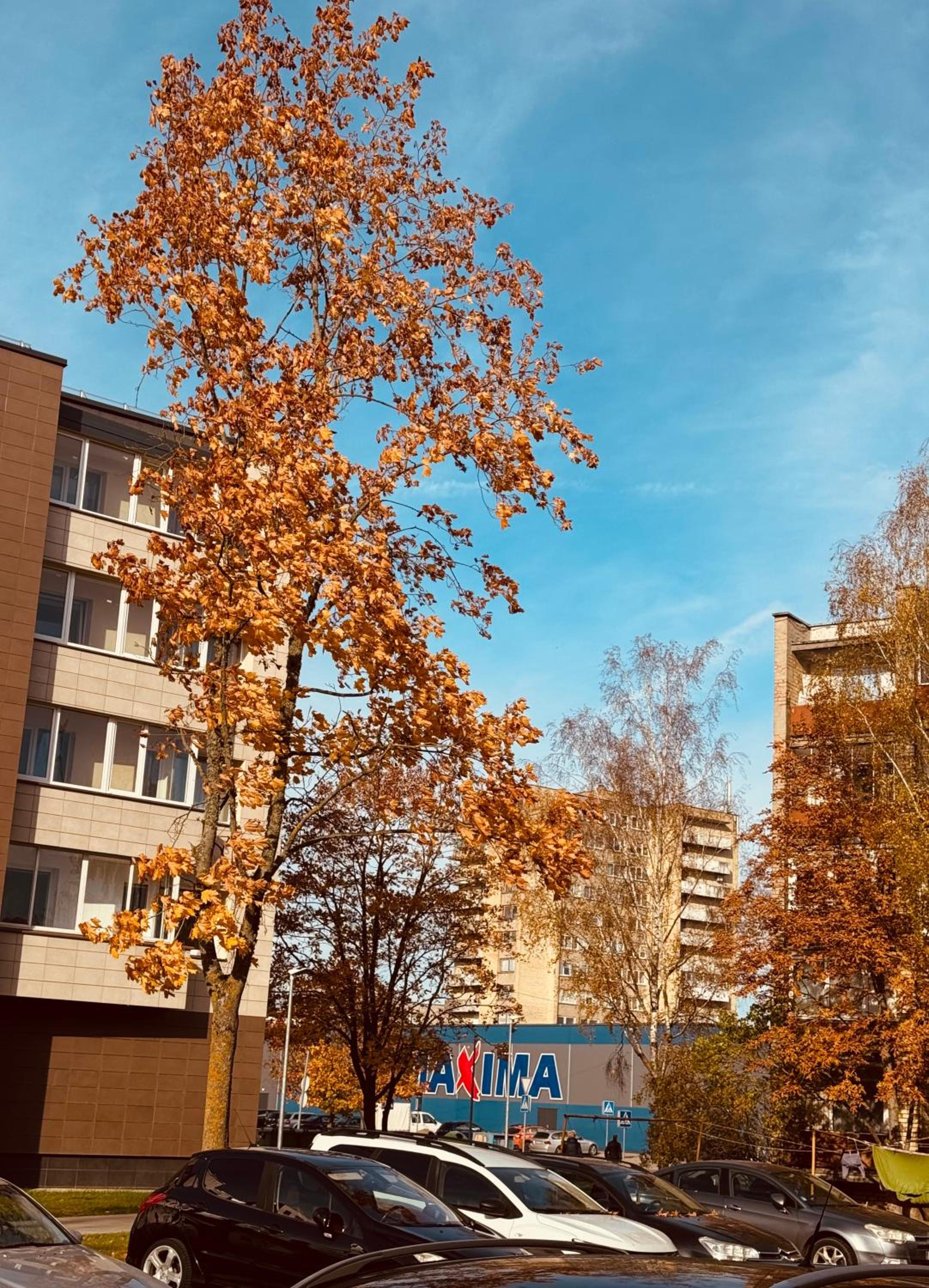Taikos apartamentas
