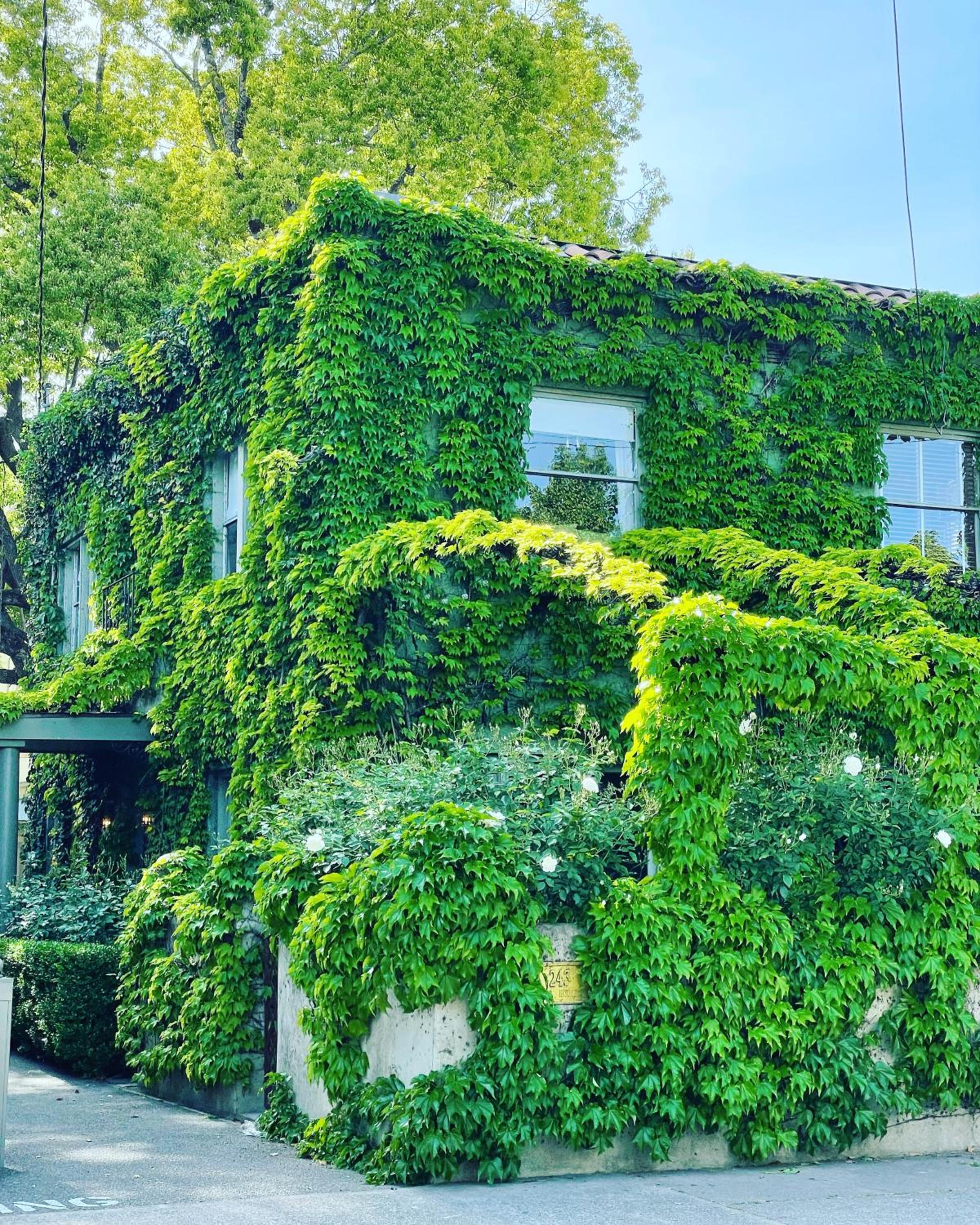 Ivy House Healdsburg